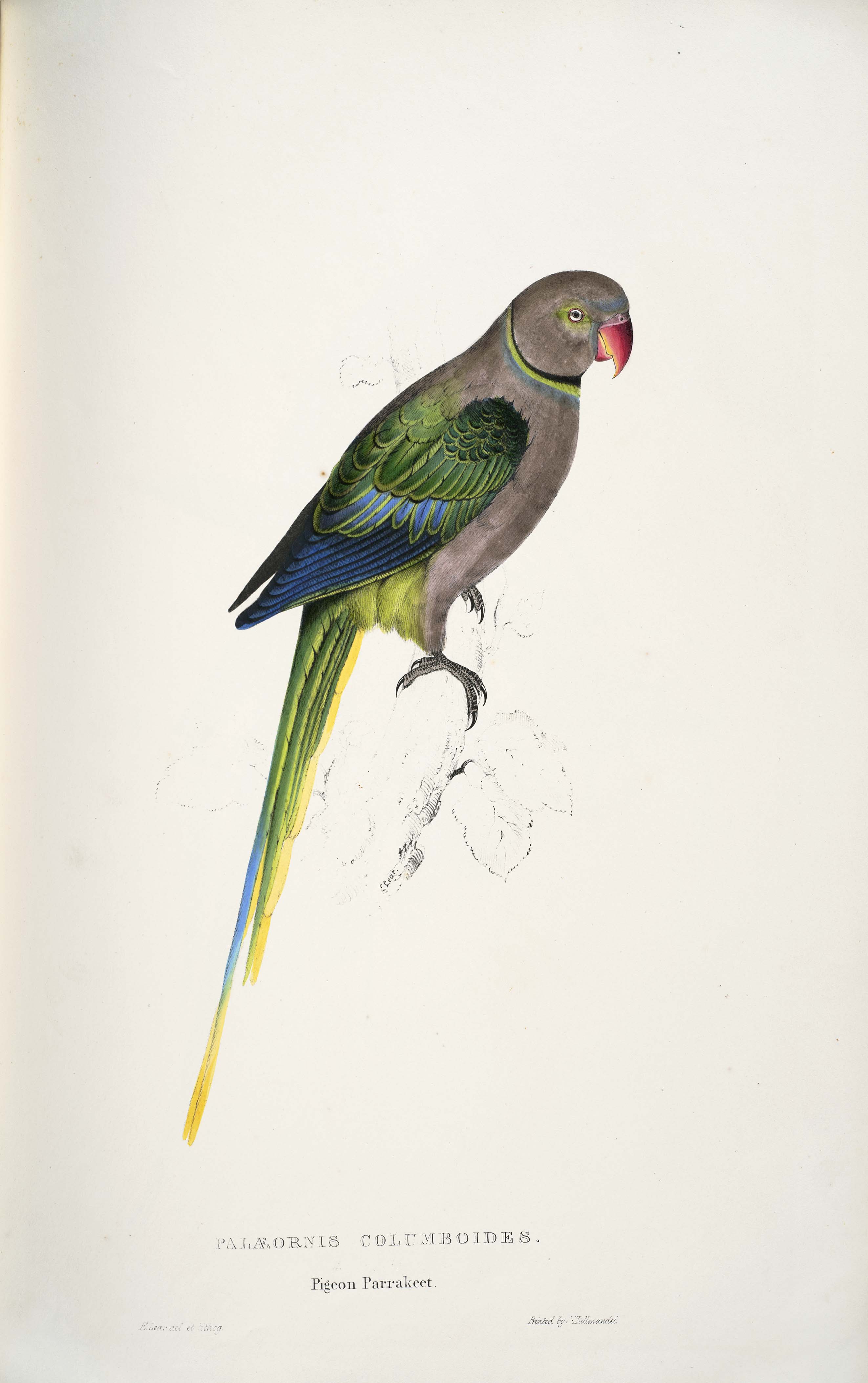 Psittacula columboides -Palaeornis columboides. Pigeon Parrakeet -by Edward Lear 1812-1888