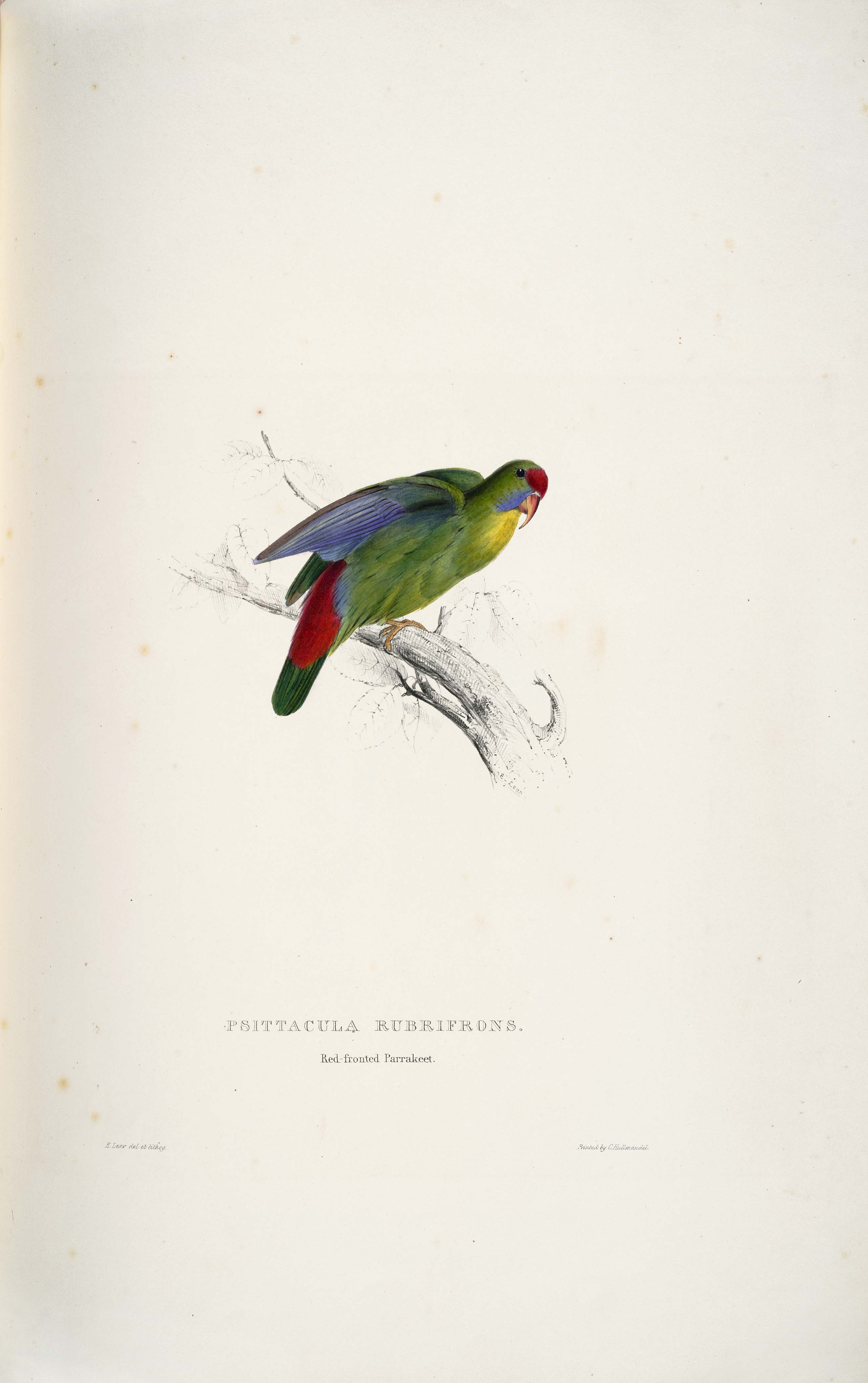 Psittacula rubrifrons. Red-fronted parrakeet (3742997859)