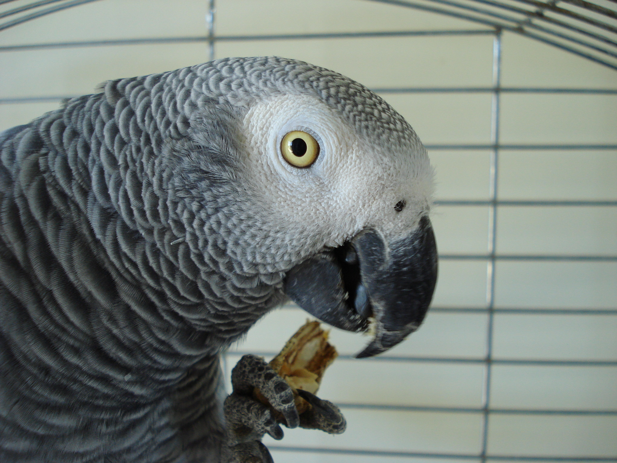 Psittacus erithacus -upper body -pet -eating-8a