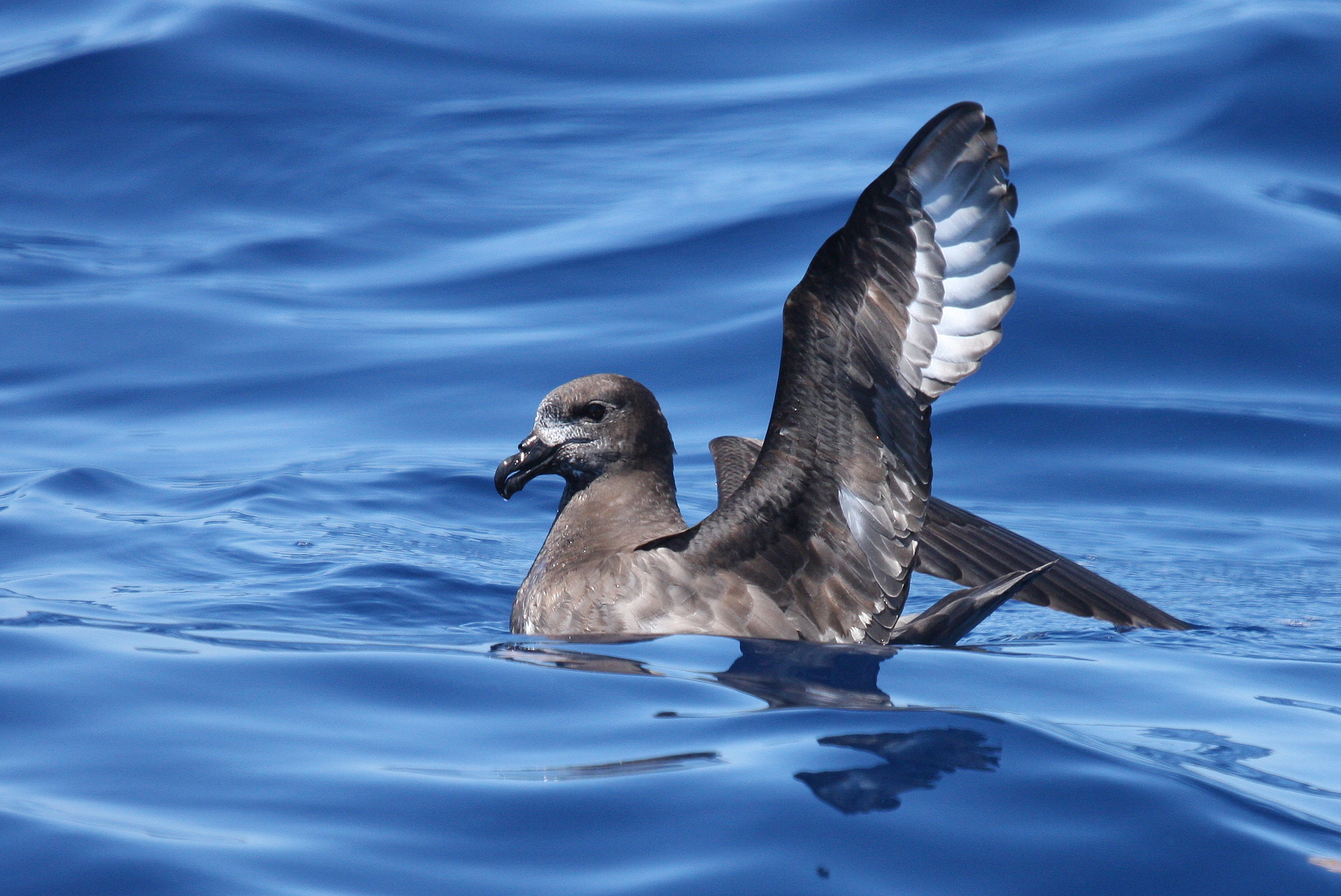 Pterodroma solandri -Australia -swimming-8
