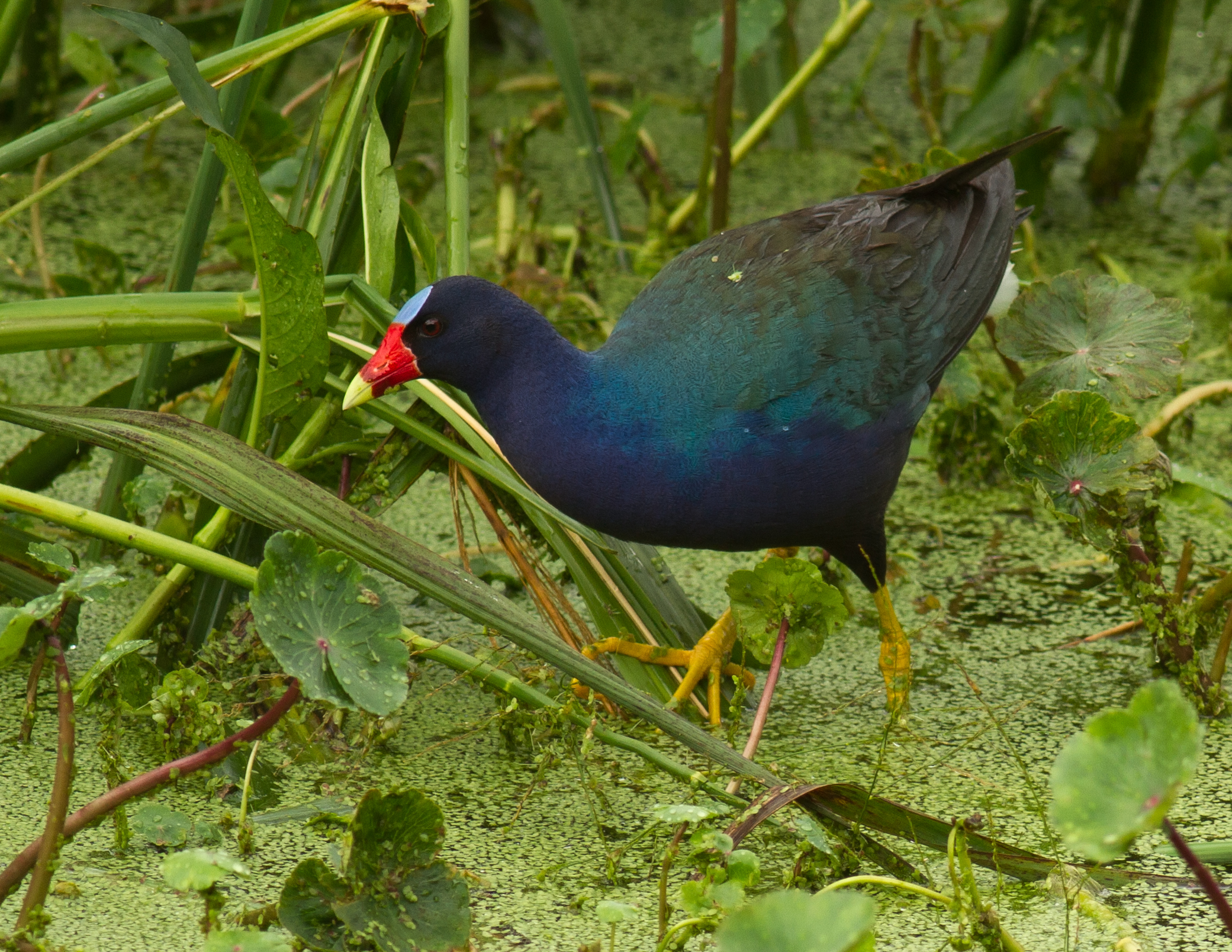 Purple gallinule, High Island, Texas