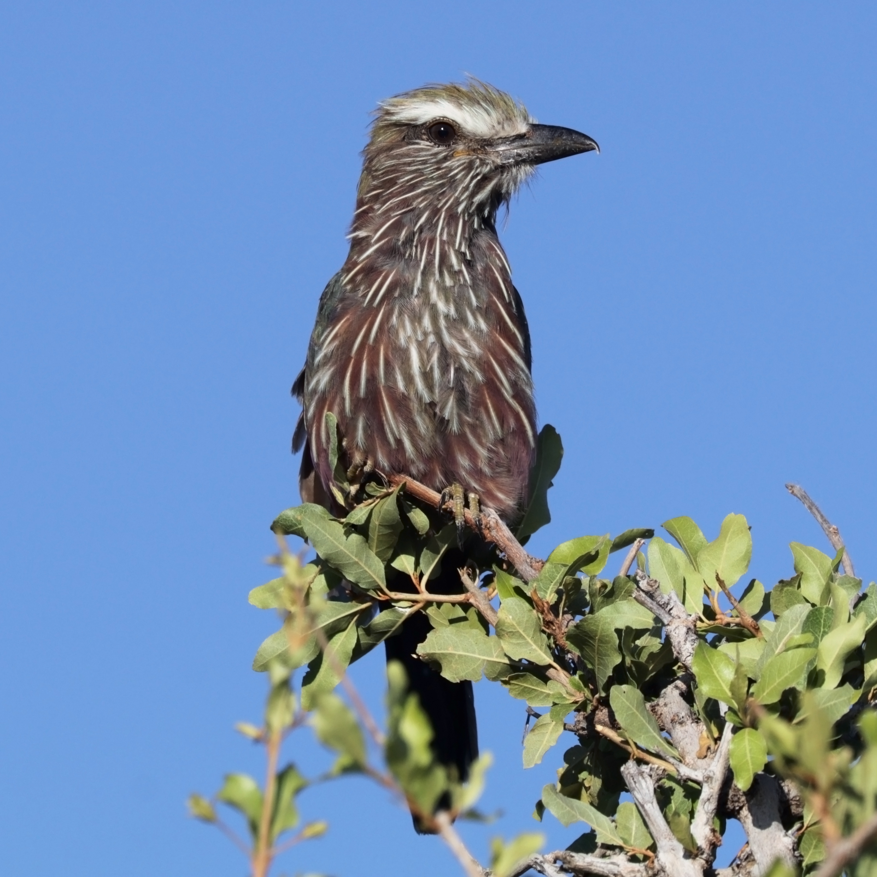 Purple roller (Coracias naevius mosambicus)