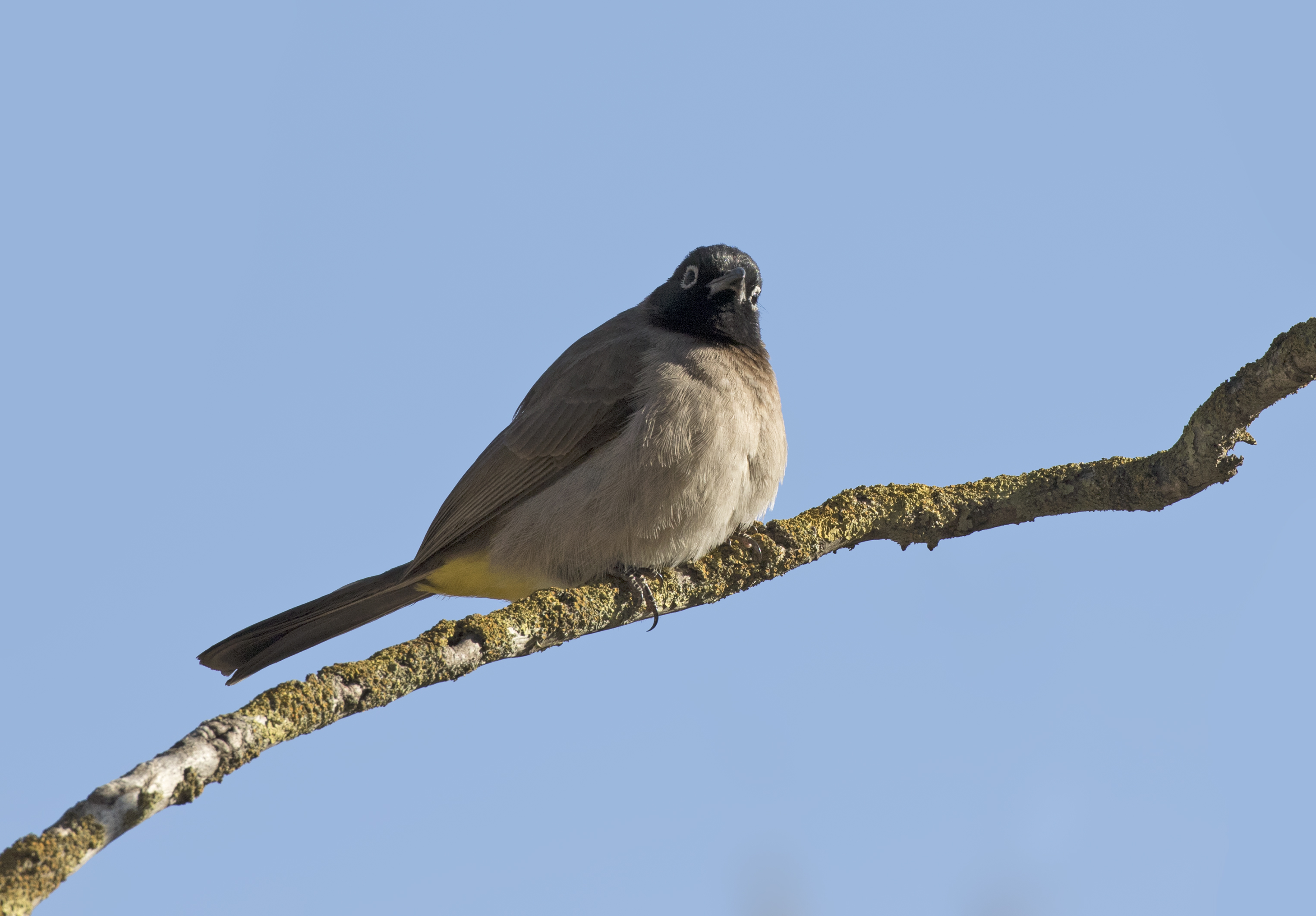Pycnonotus xanthopygos - Yellow-vented Bulbul, Adana 2016-12-10 05-1