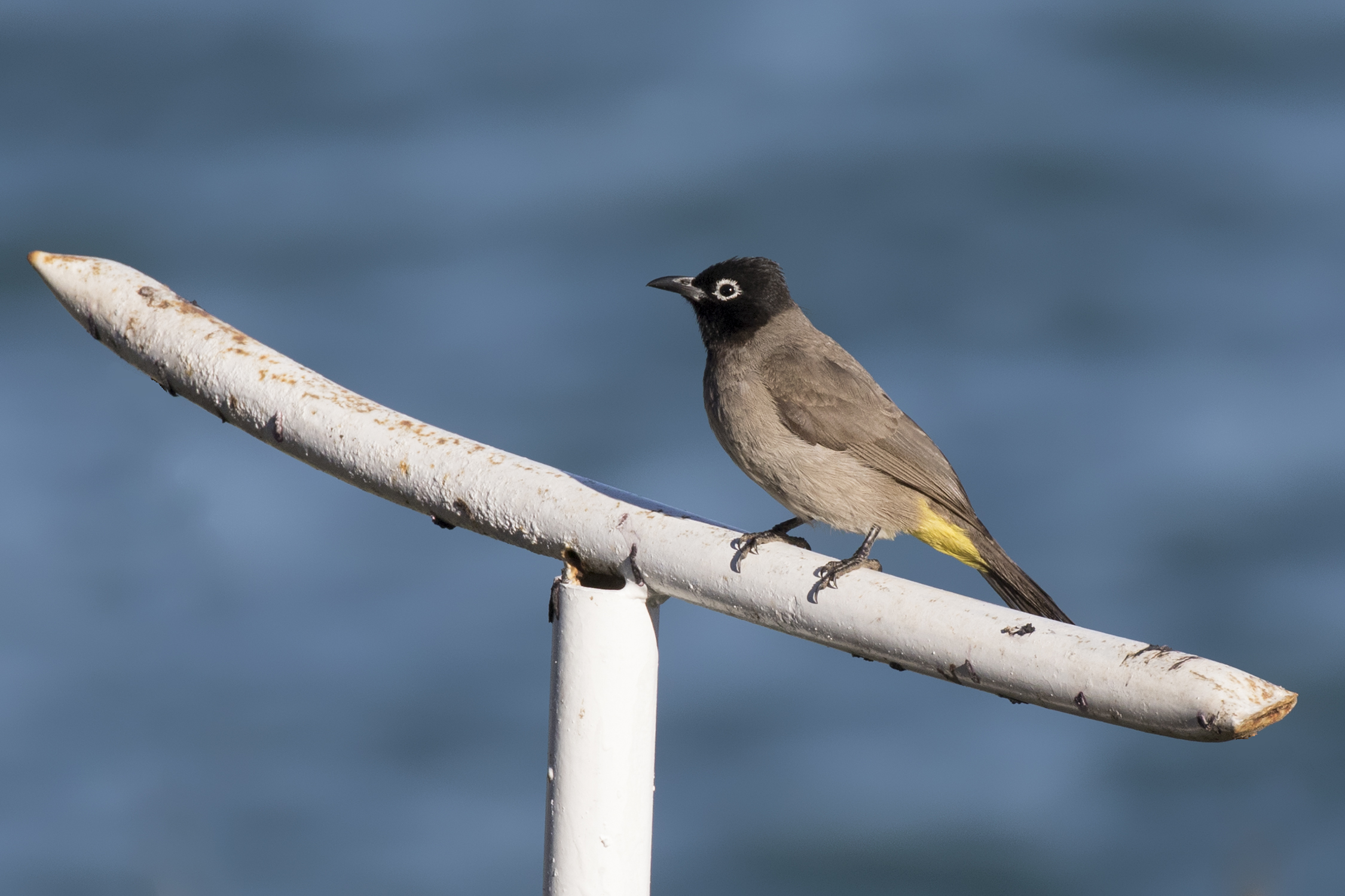 Pycnonotus xanthopygos - Yellow-vented Bulbul, Mersin 2017-01-22 01-2