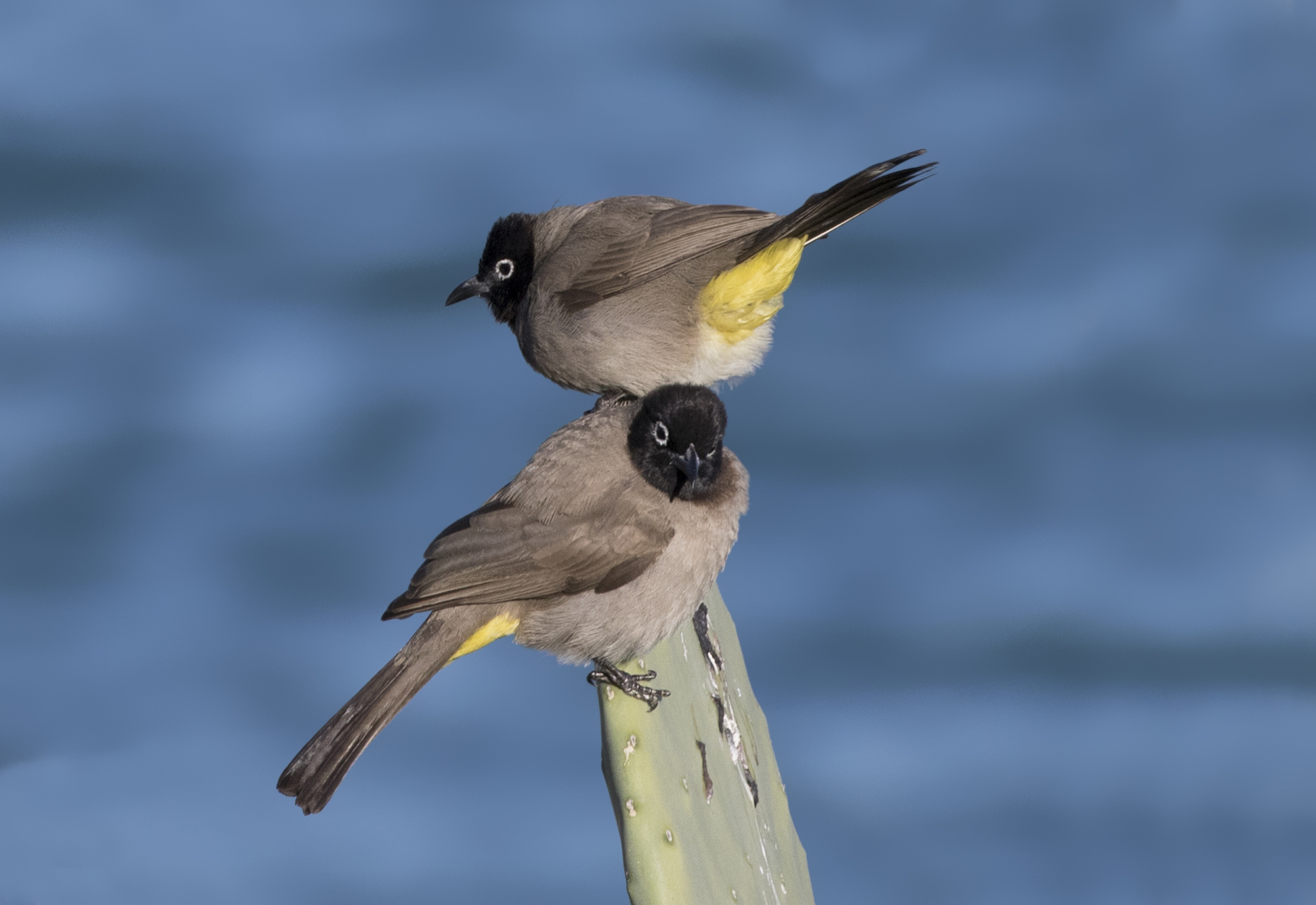 Pycnonotus xanthopygos - Yellow-vented Bulbul, Mersin 2017-01-22 02-1