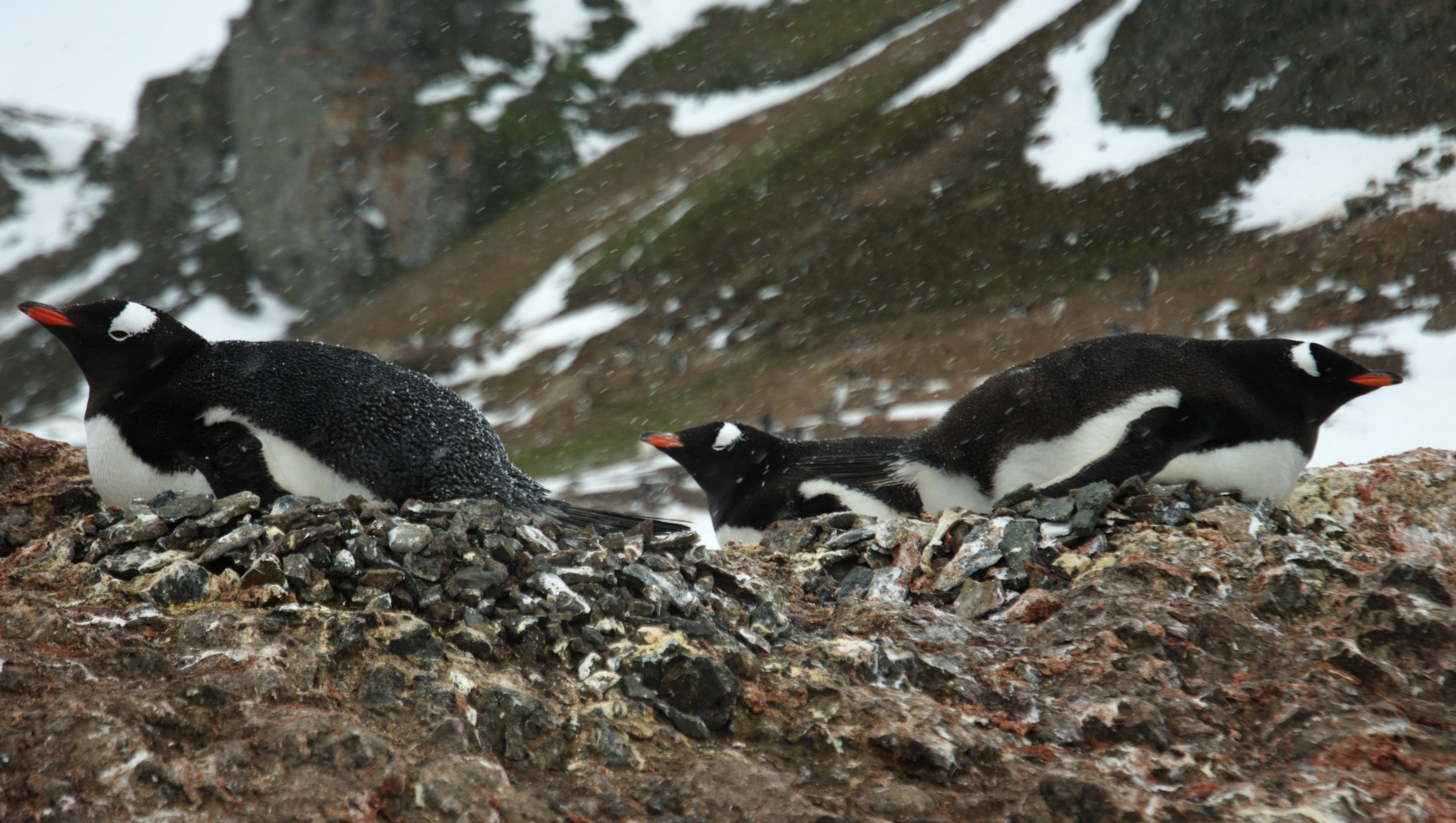 Pygoscelis papua -near Weddell Sea, Antarctica -nests-8 (1)