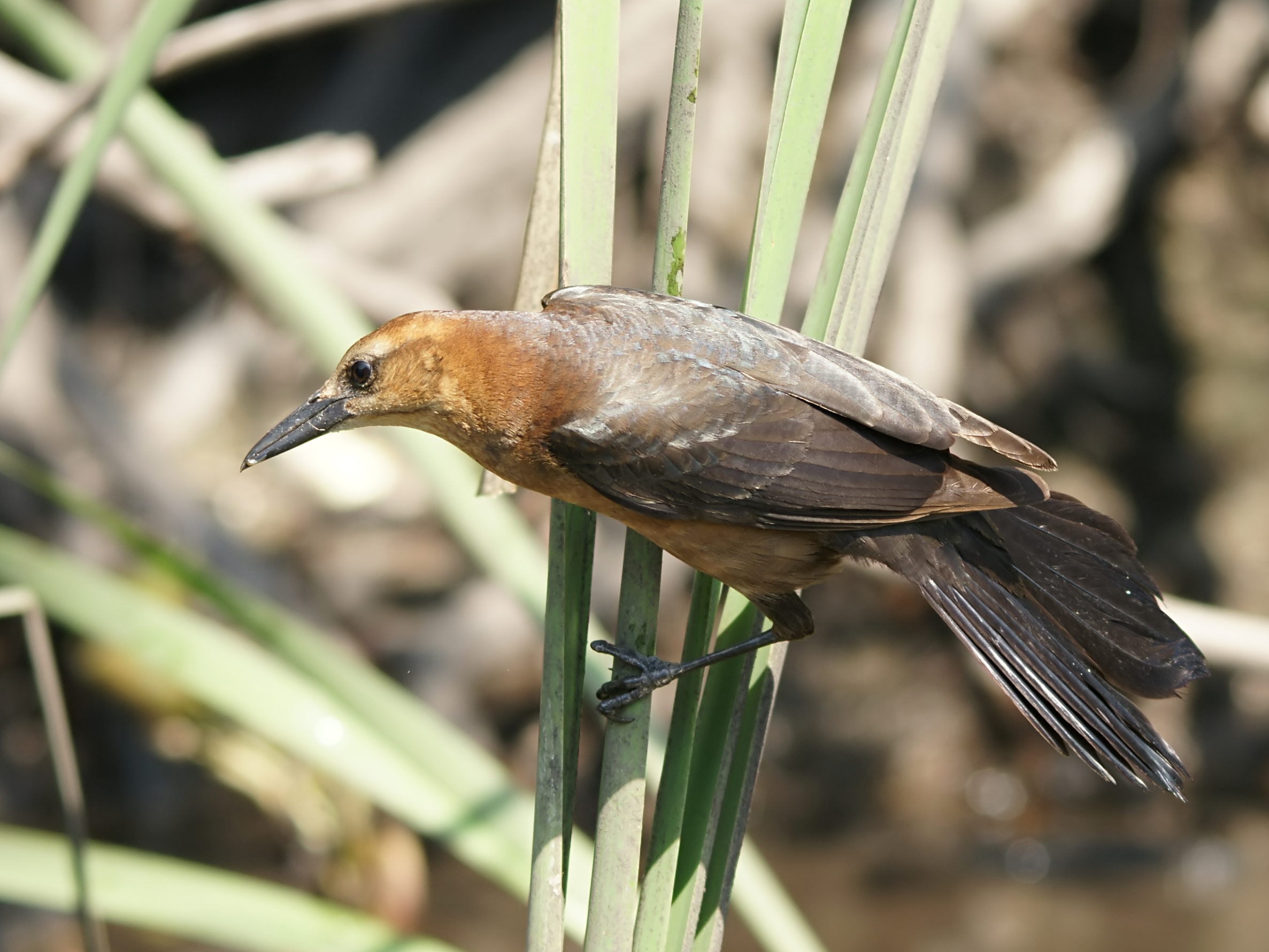 Quiscalus major (female)