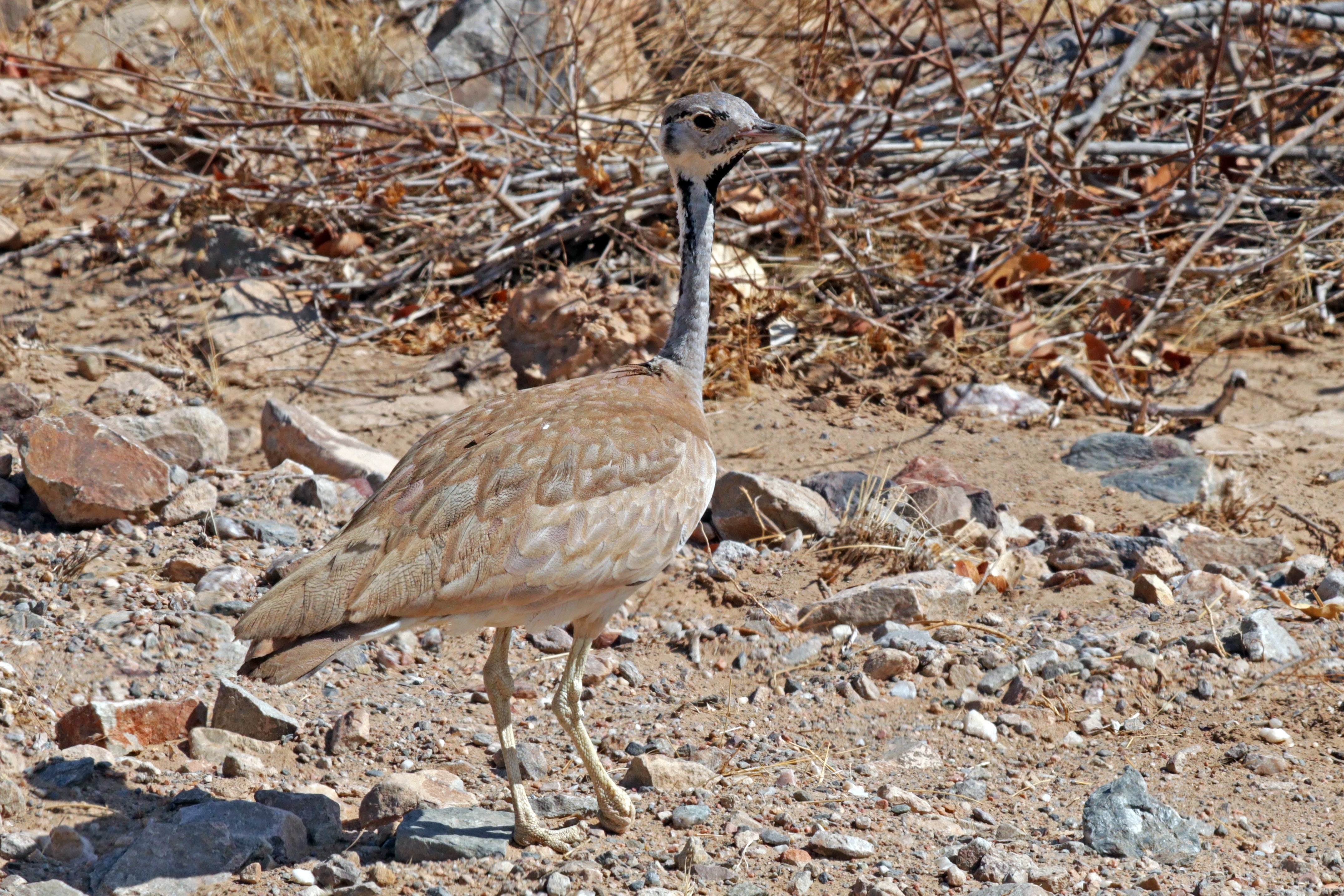 Rüppell's korhaan (Eupodotis rueppellii rueppellii) male
