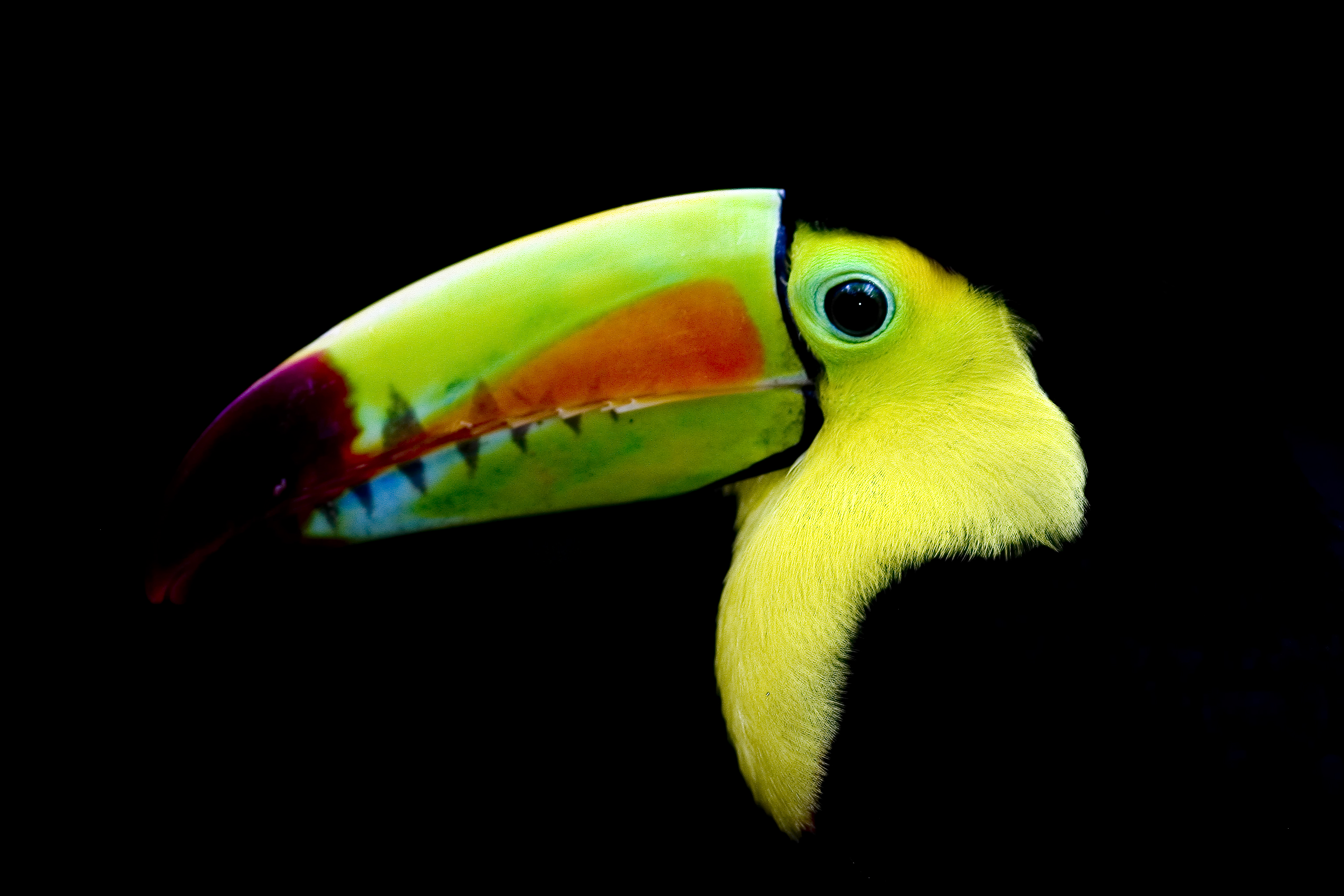 Ramphastos sulfuratus -upper body-8a