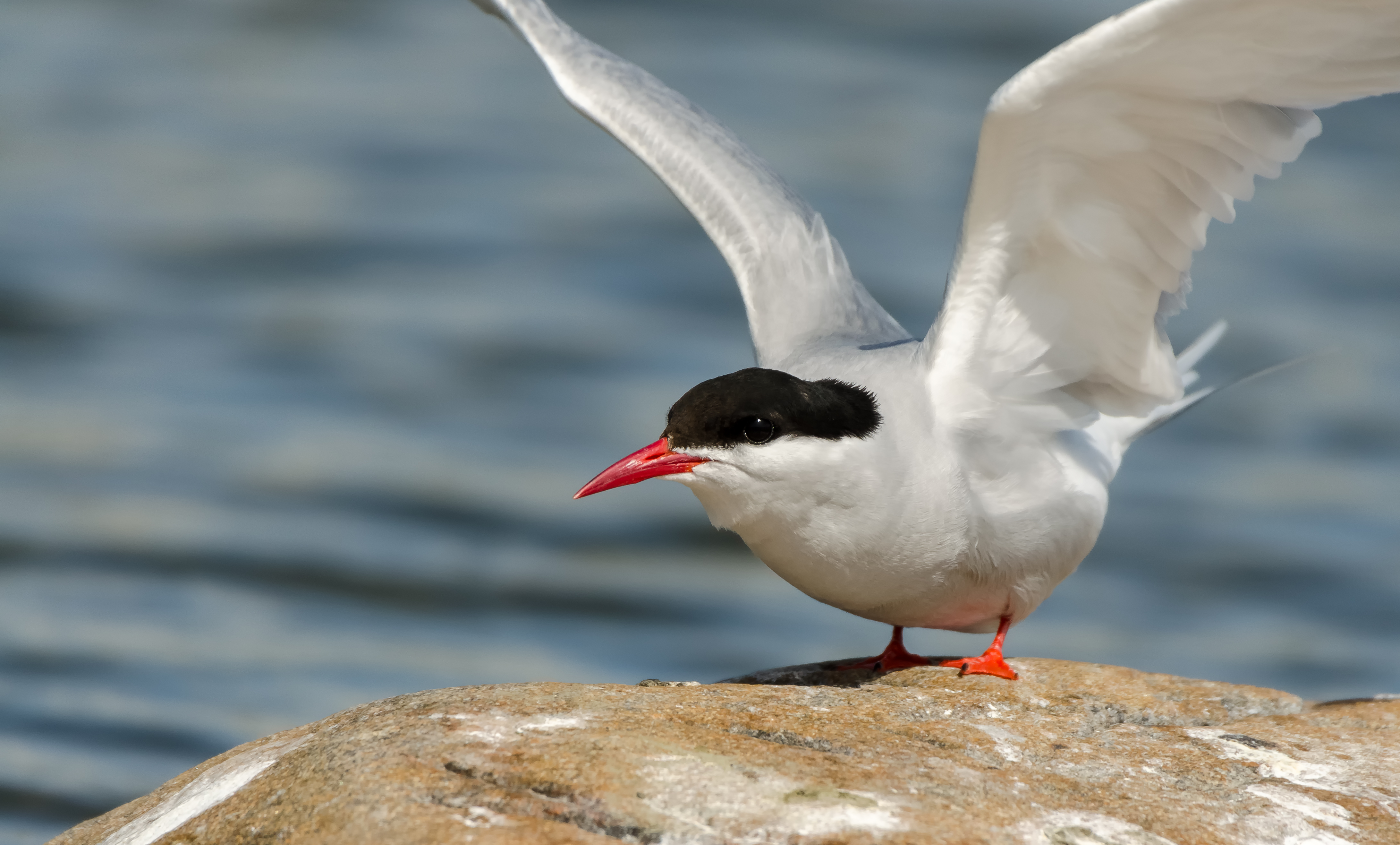 Randtiir - Arctic tern - Sterna paradisaea