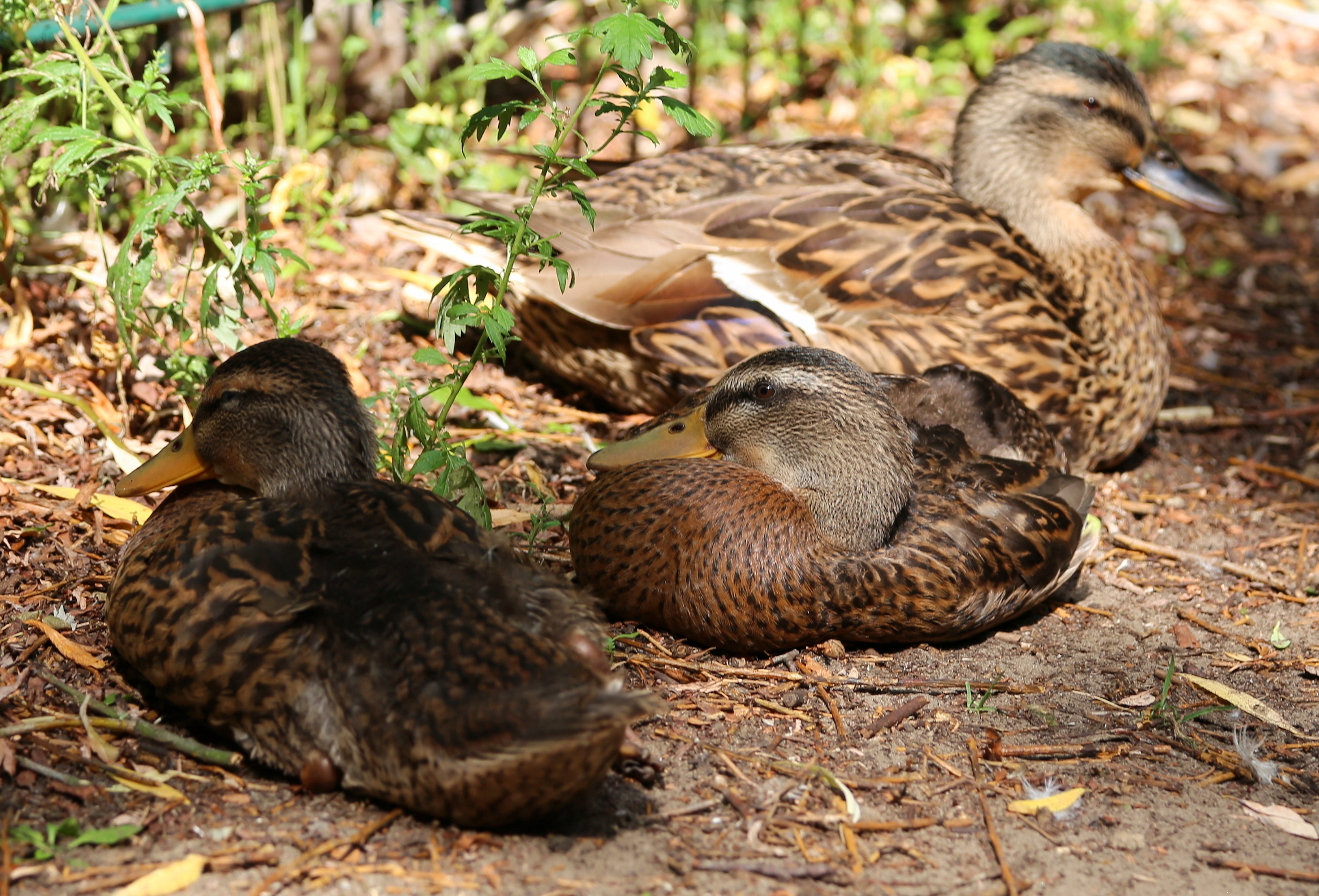 Recke Buergerpark Enten 04