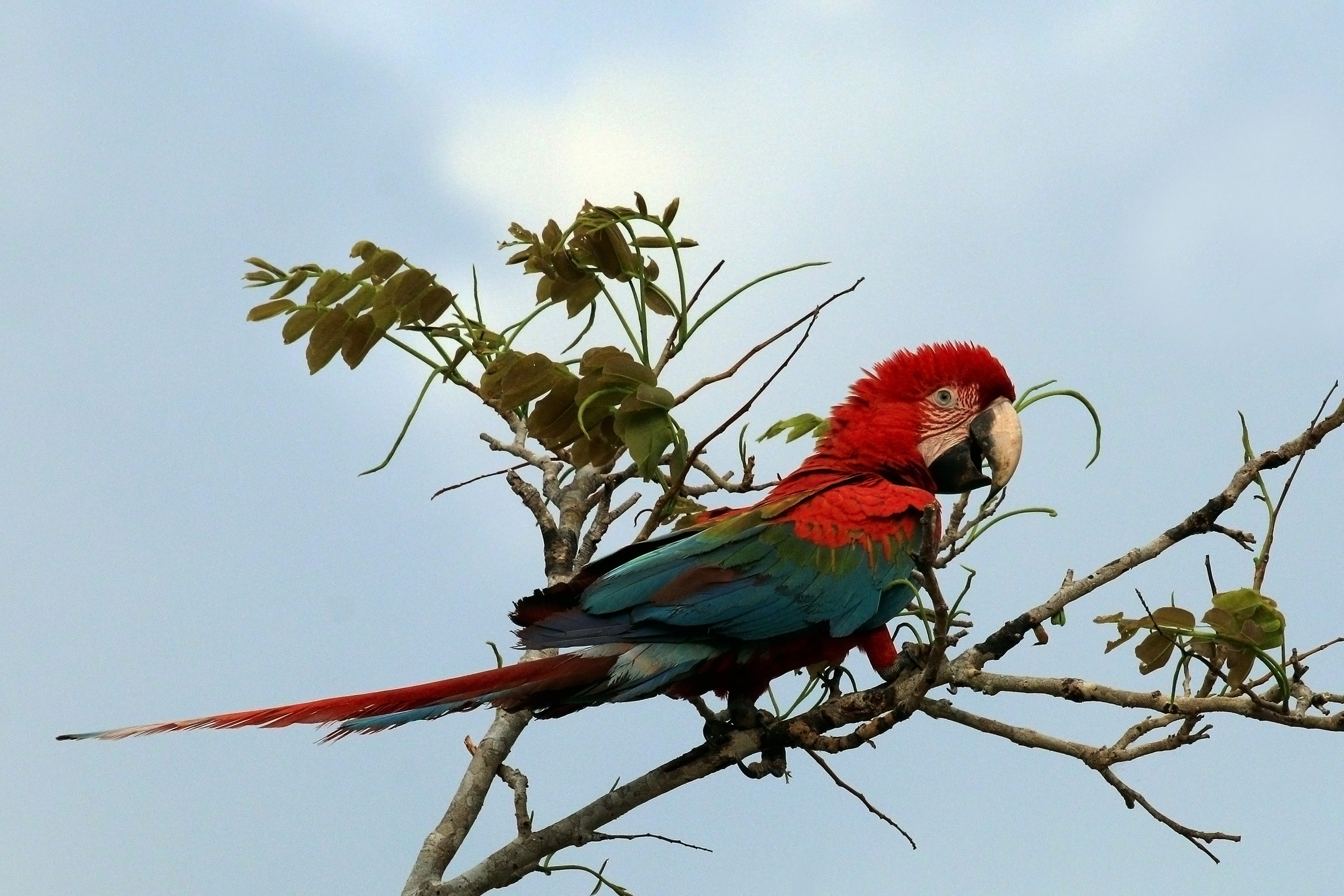Red-and-green macaw (Ara chloropterus) juvenile