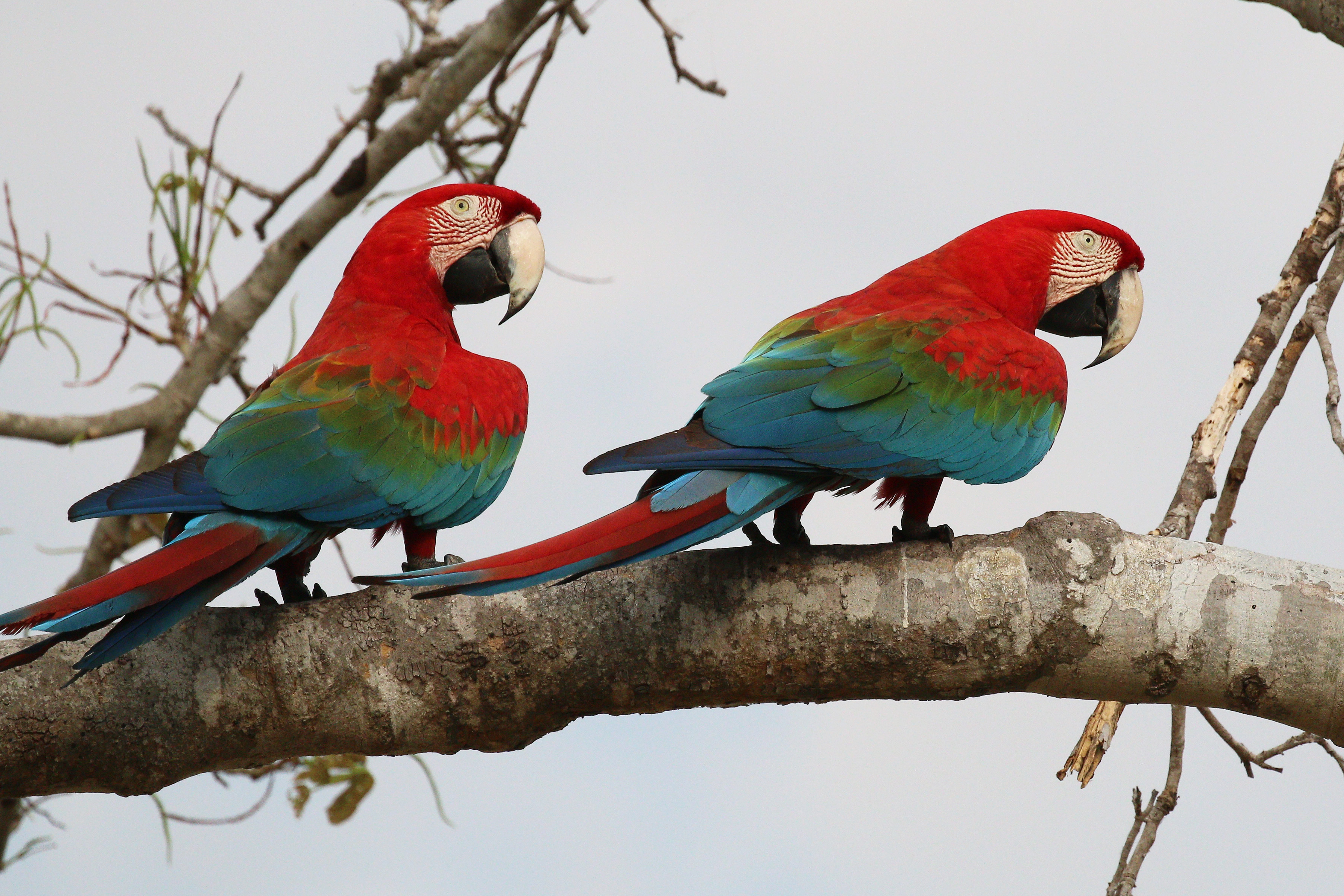 Red-and-green macaws (Ara chloropterus)