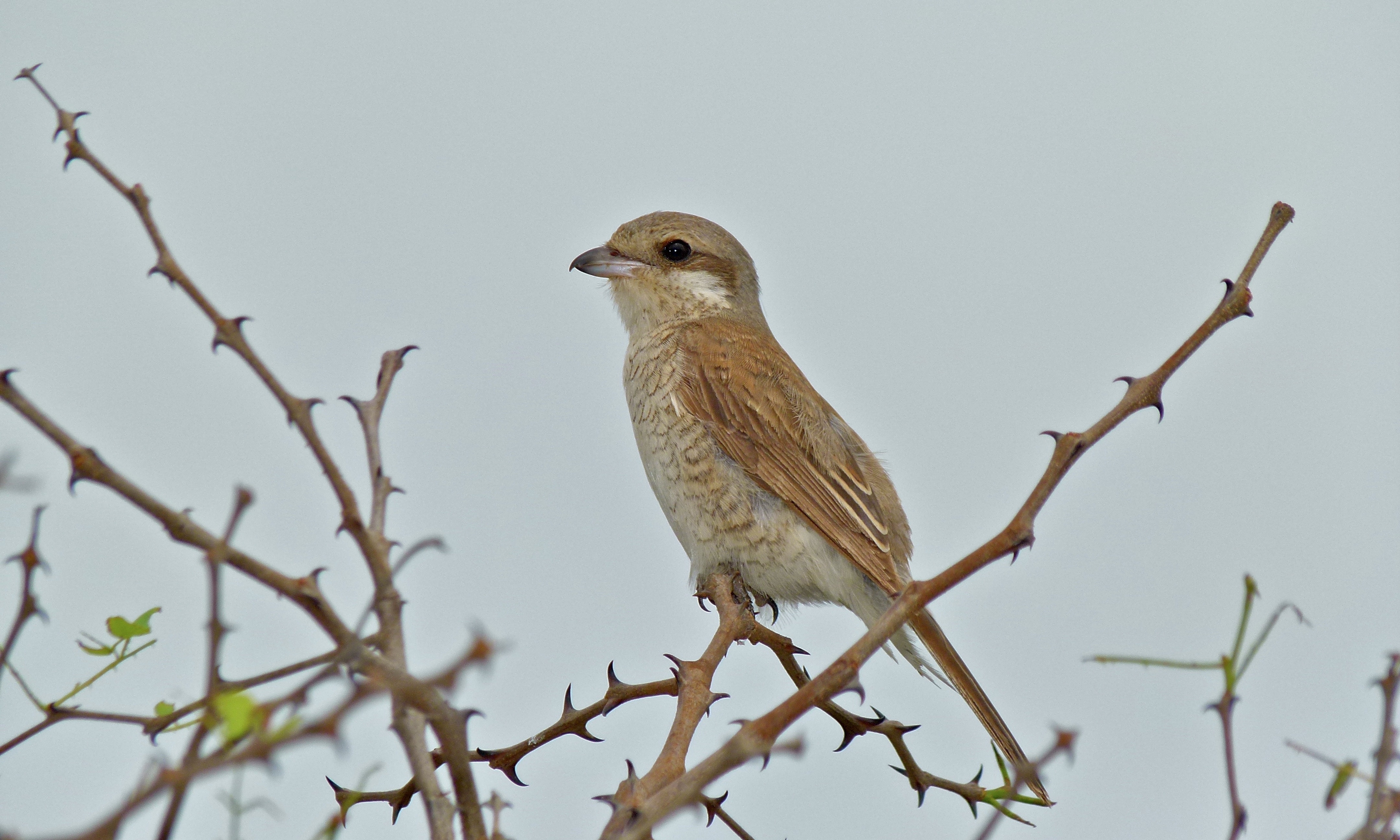 Red-backed Shrike (Lanius collurio) female (5997859338)