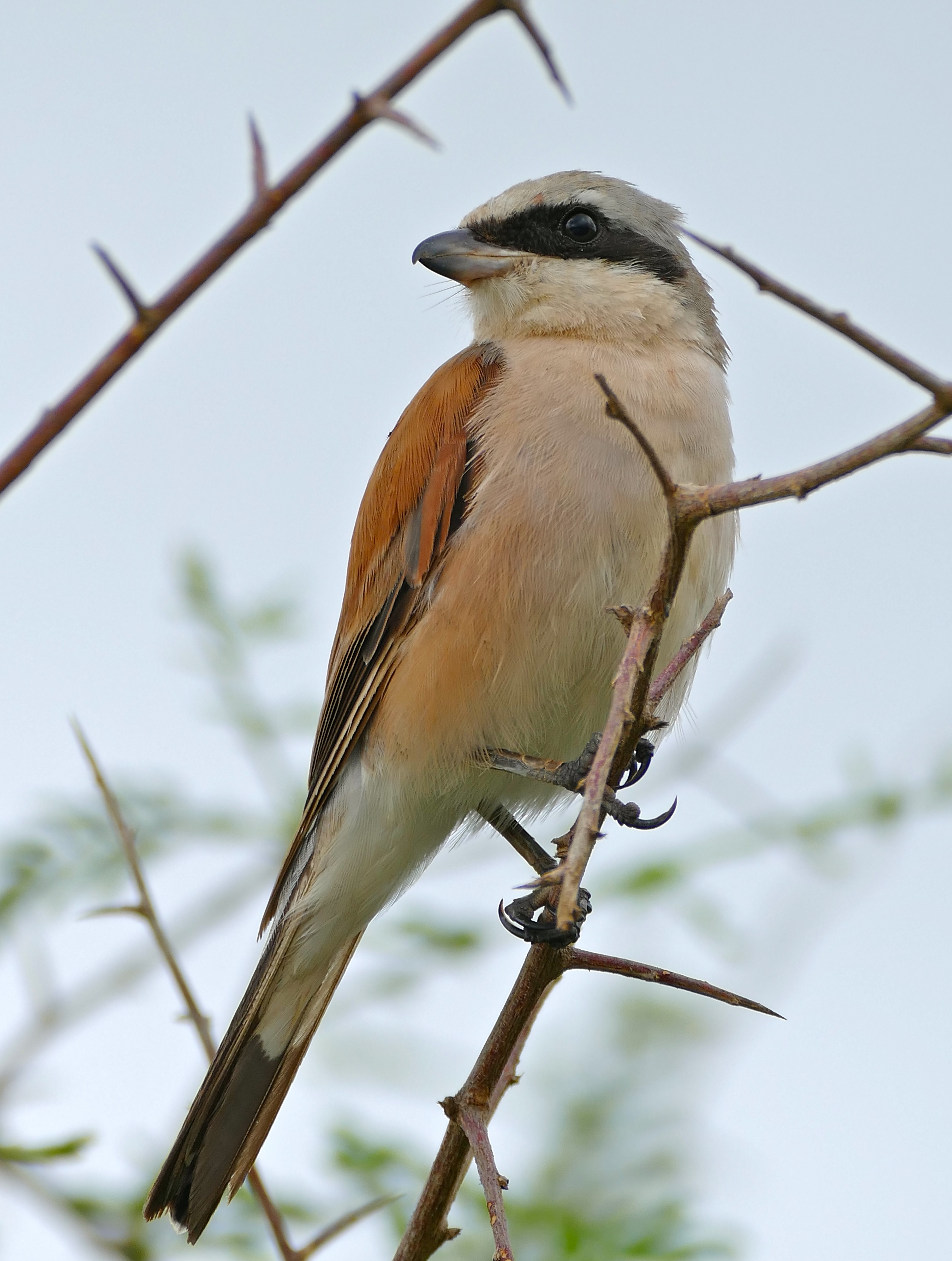 Red-backed Shrike (Lanius collurio) male (15915570063)
