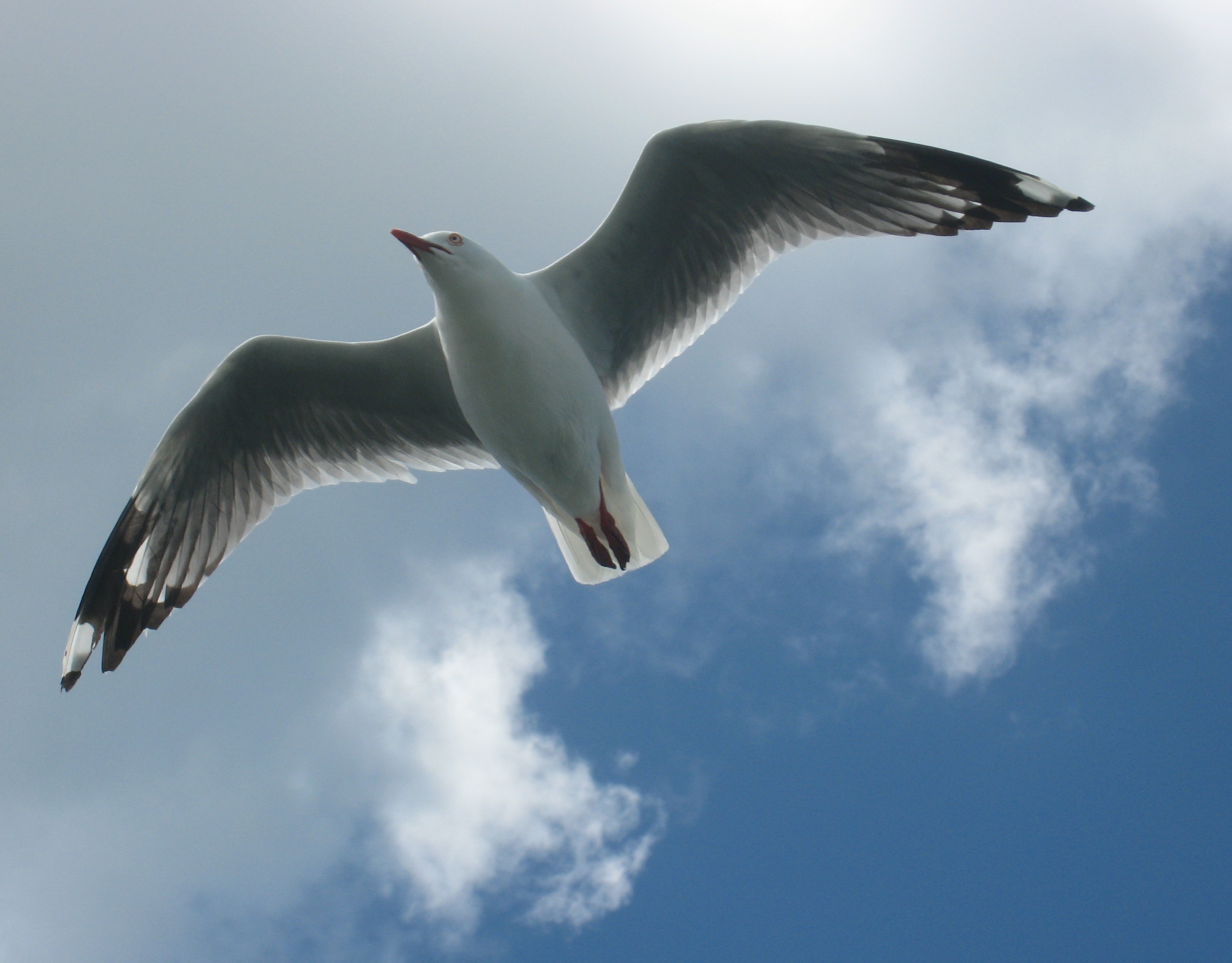 Red-billed Gull in flight