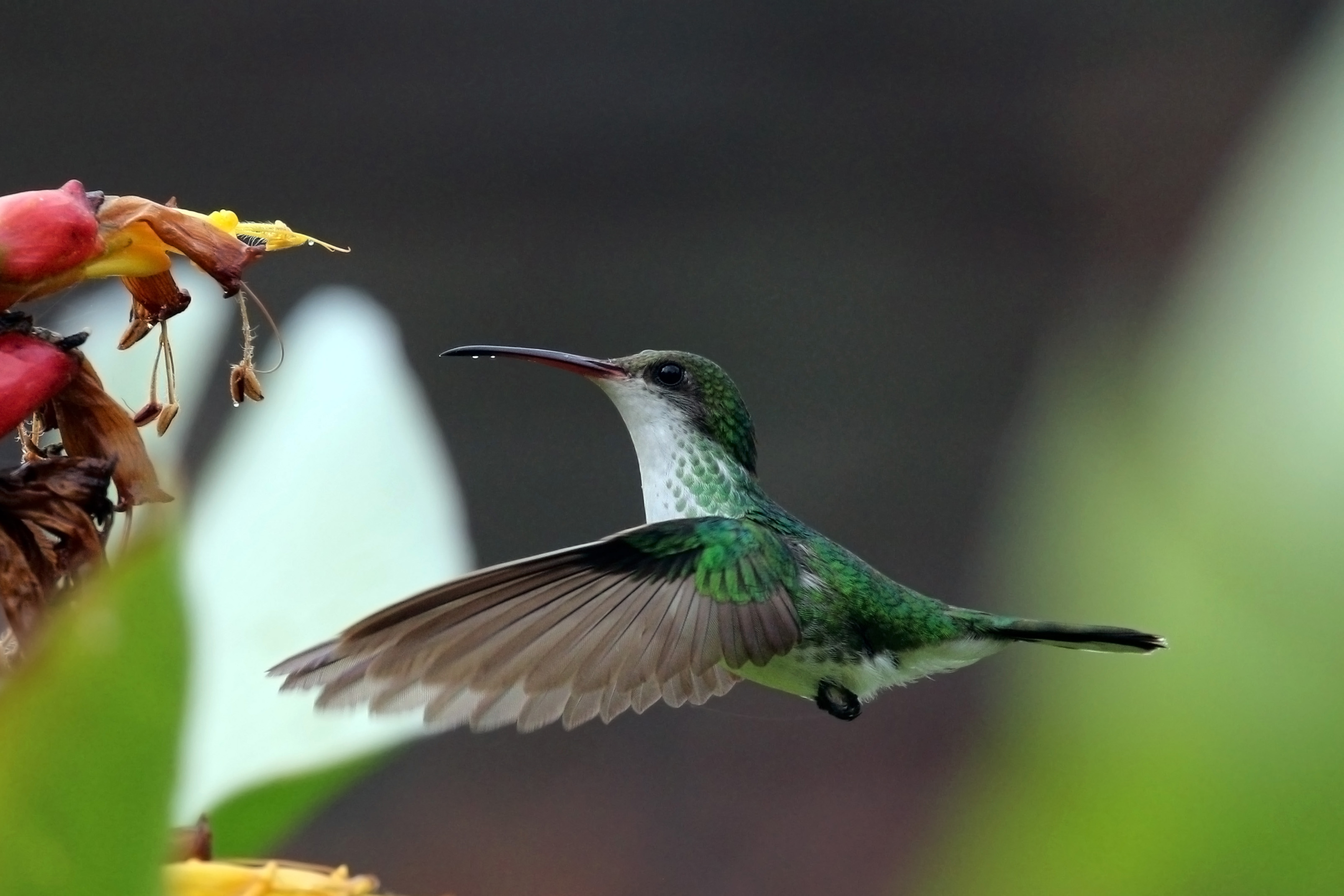 Red-billed streamertail (Trochilus polytmus) female in flight 2