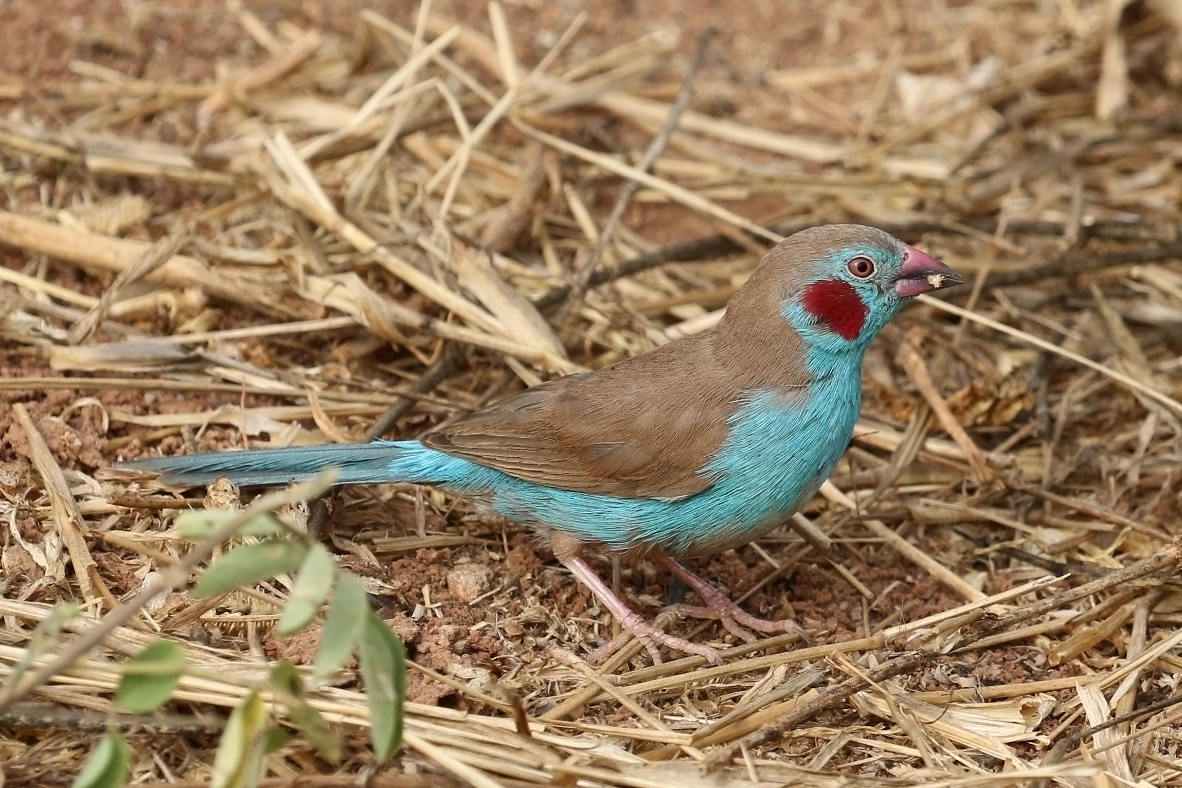 Red-cheeked cordon-bleu (Uraeginthus bengalus bengalus) male
