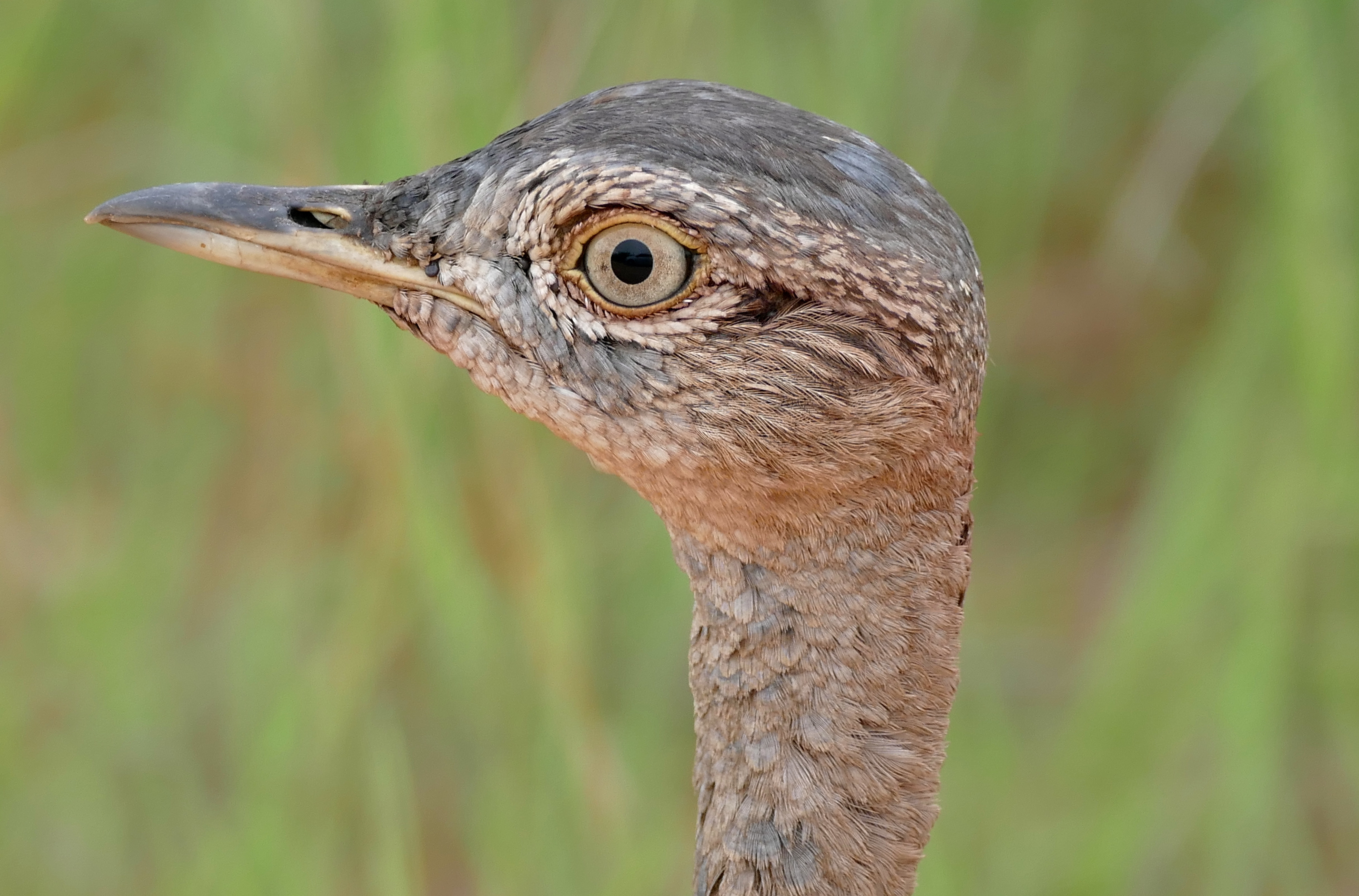 Red-crested Korhaan (Lophotis ruficrista) male close-up (16423668559)