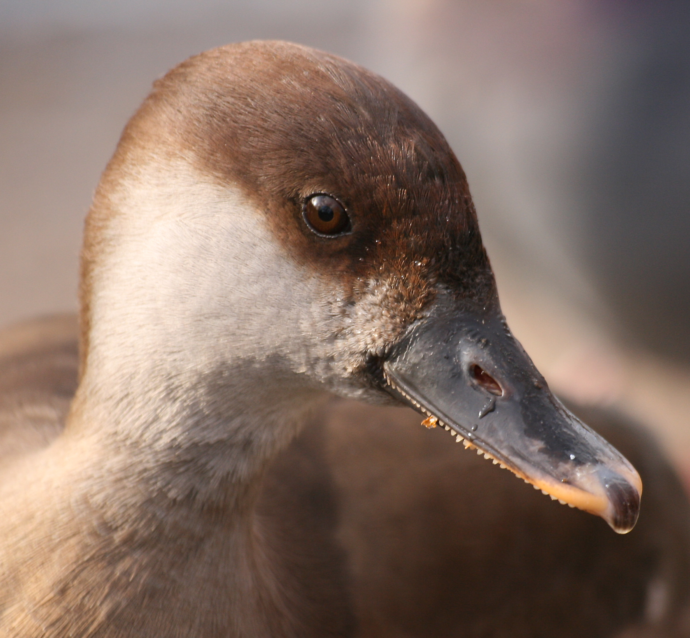 Red-crested Pochard by Keven Law
