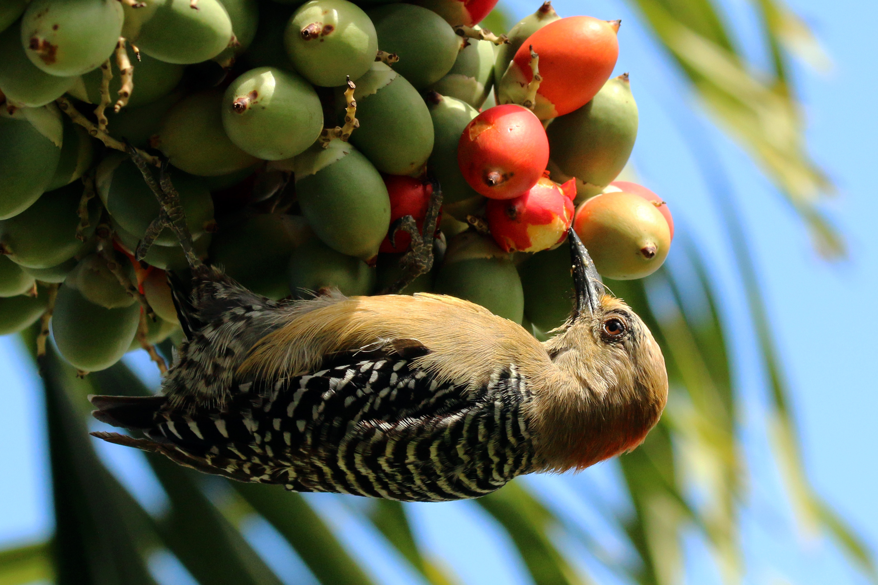 Red-crowned woodpecker (Melanerpes rubricapillus rubricapillus) female