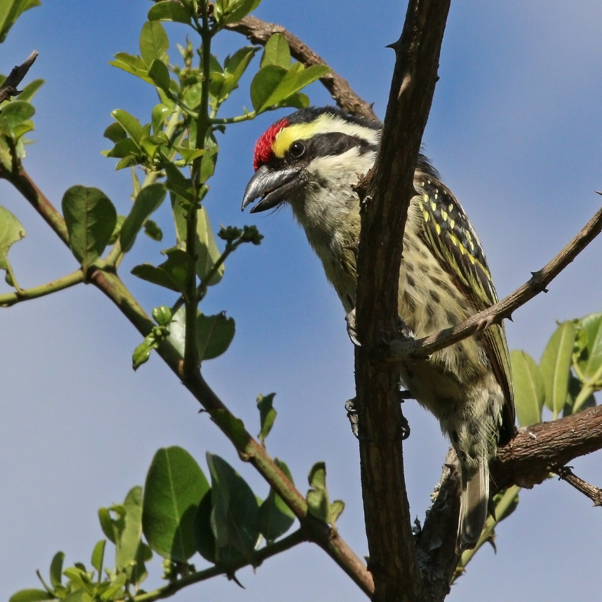 Red-fronted barbet (Tricholaema diademata)