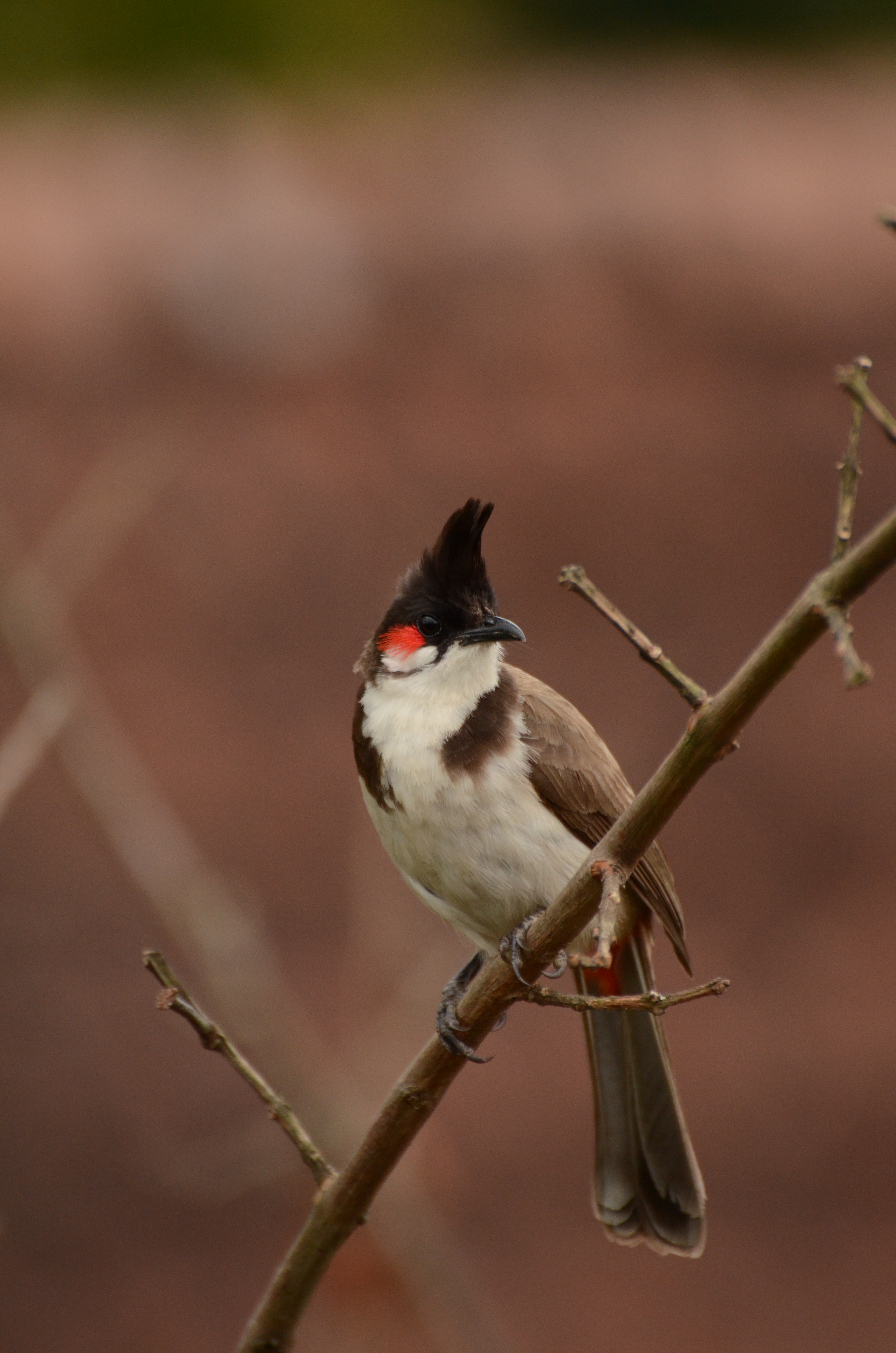 Red-whiskered bulbul (Pycnonotus jocosus) from anaimalai hills DSC 2117