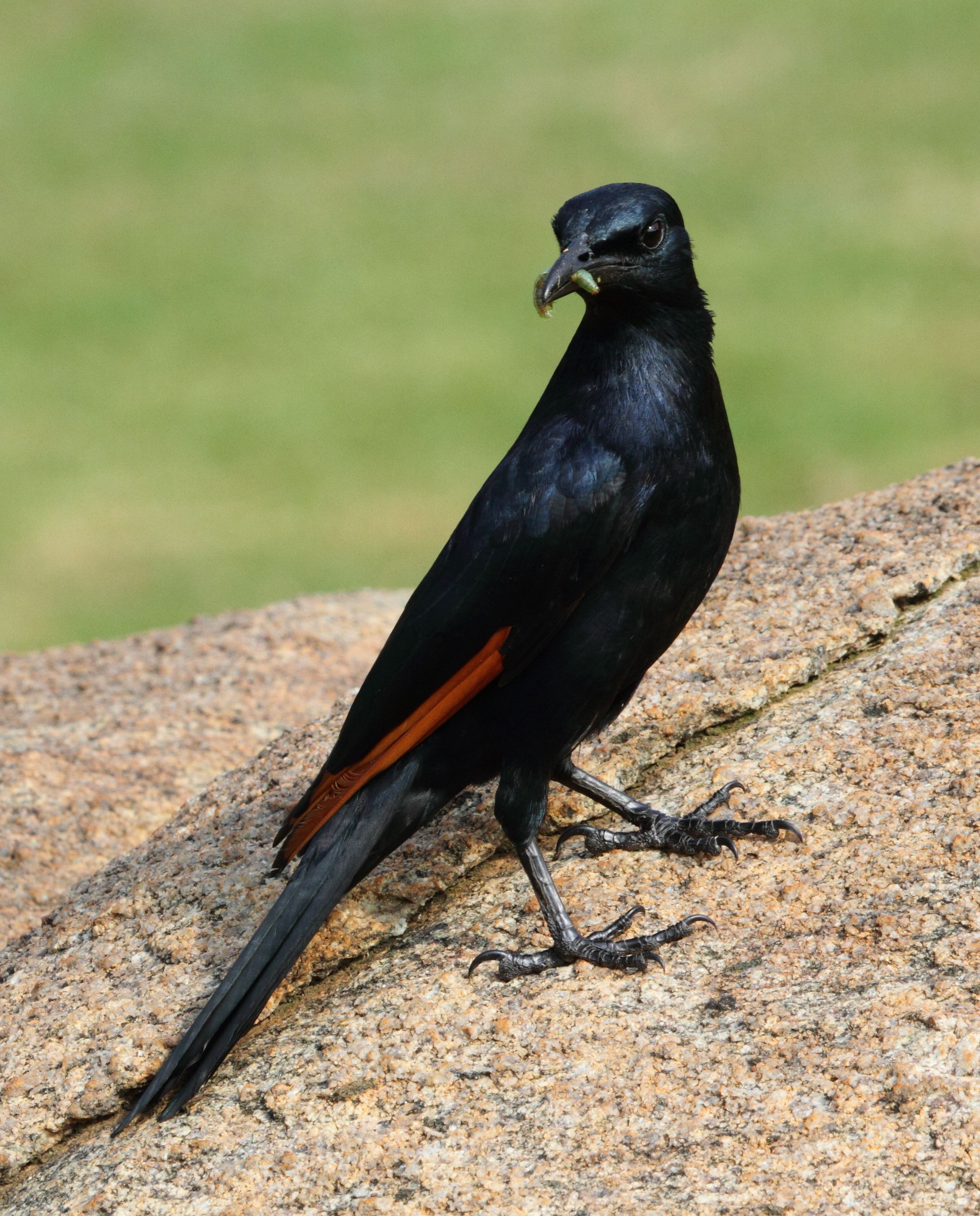 Red-winged Starling 2014 02 23 6113