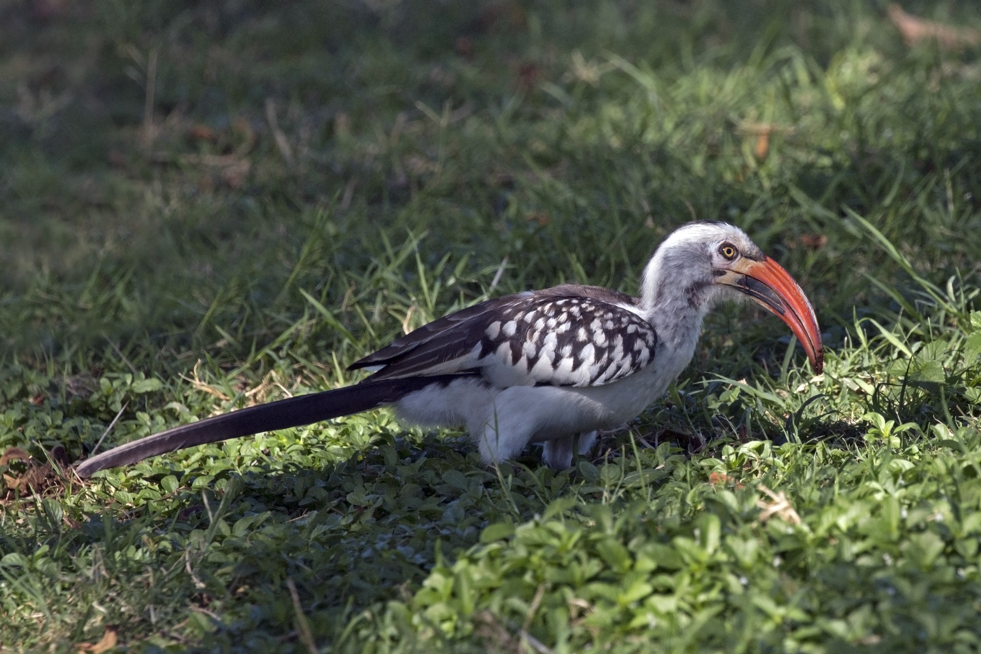 Red-billed hornbill (Tockus erythrorhynchus) male