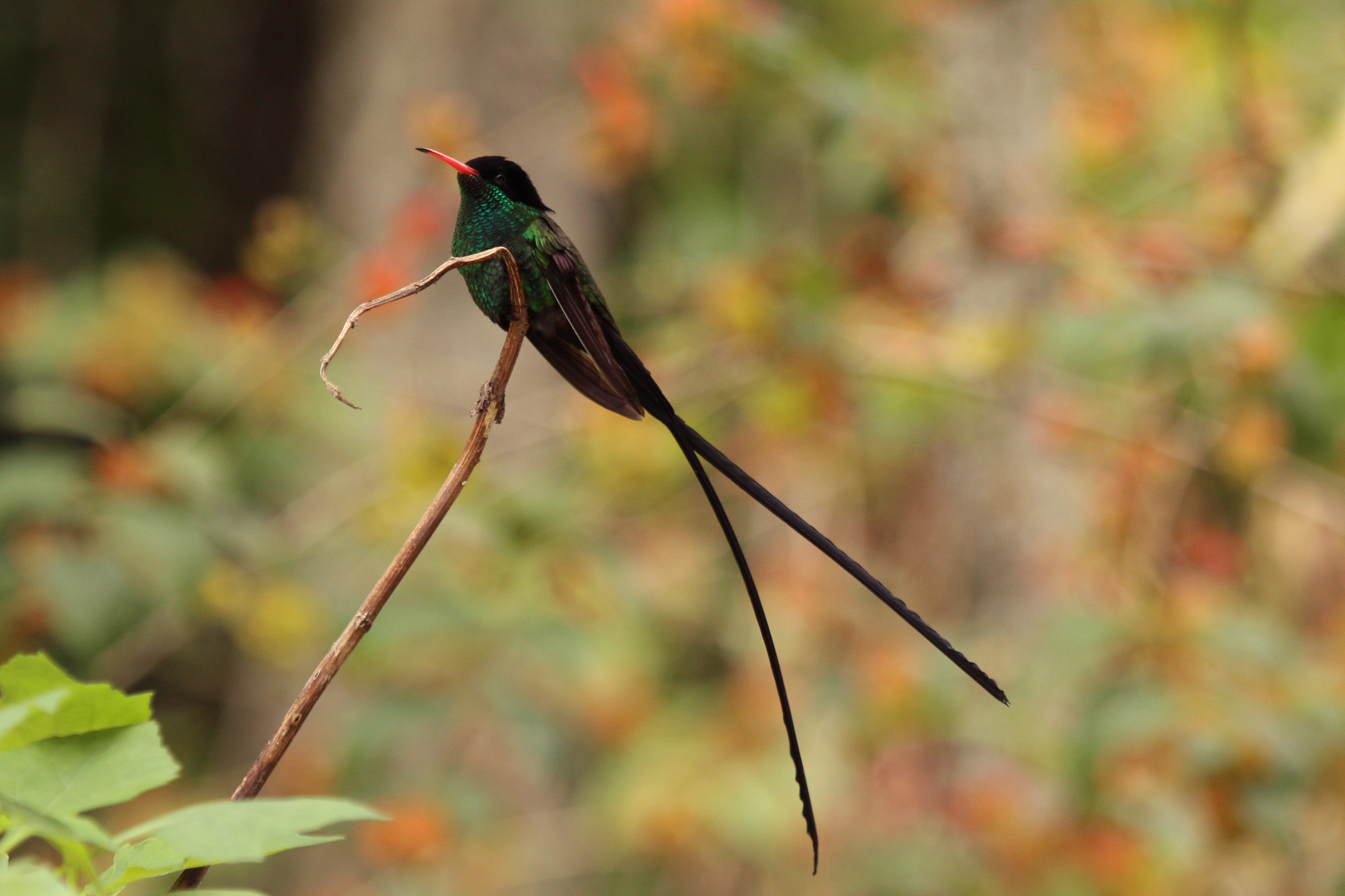 Red-billed streamertail( Trochilus polytmus) adult male 2
