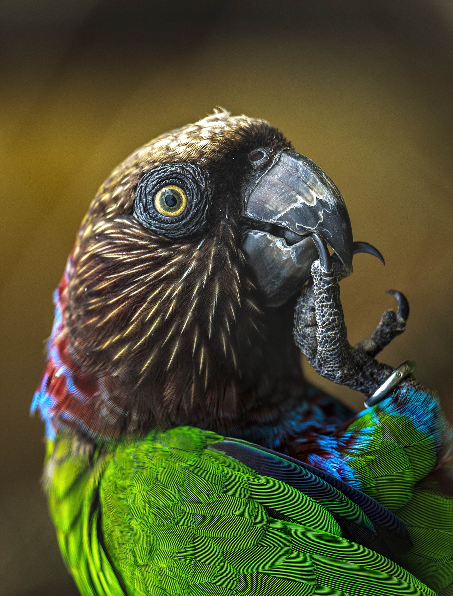 Red Fan Parrot Endangered Species with ID ring on leg