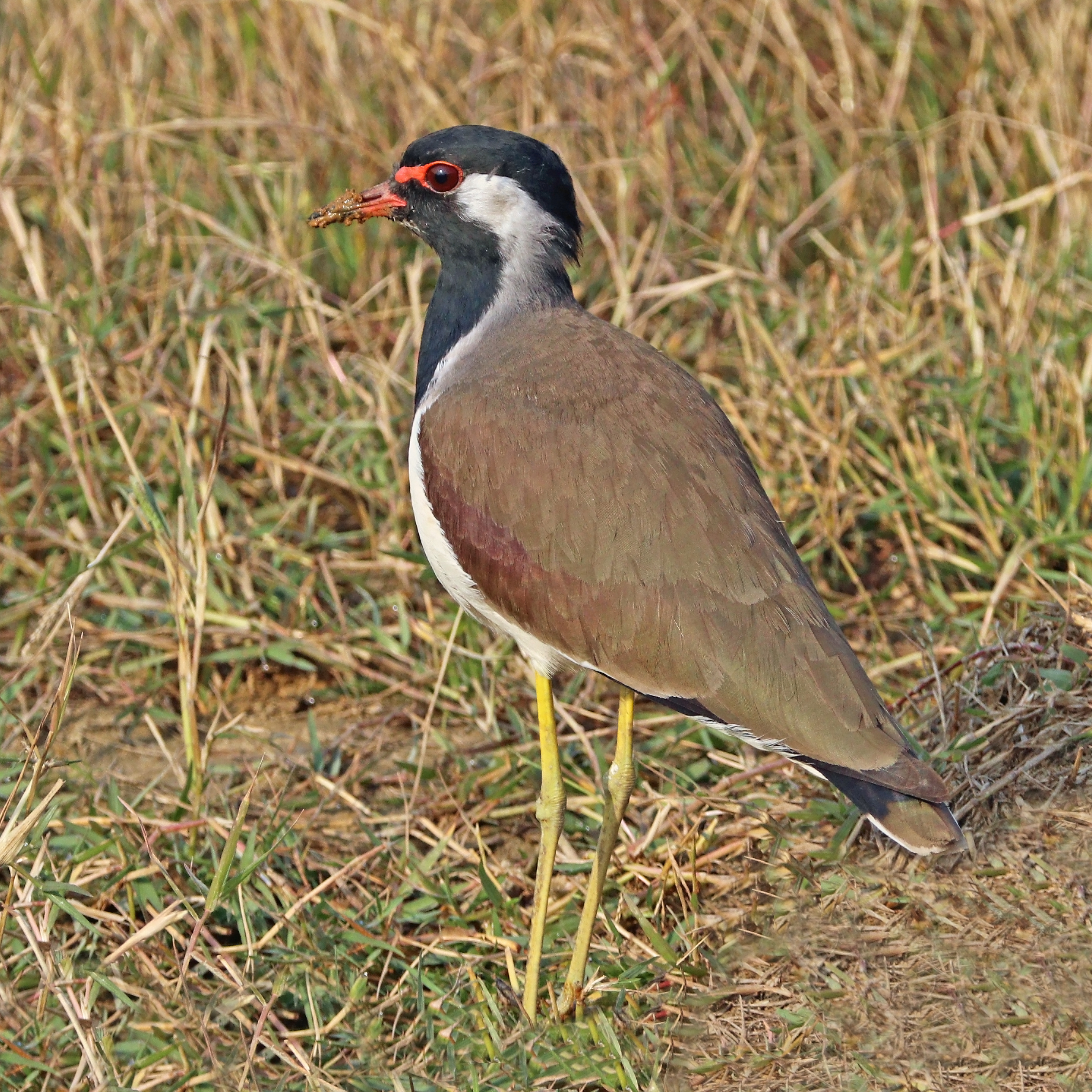 Red-wattled lapwing (Vanellus indicus indicus)