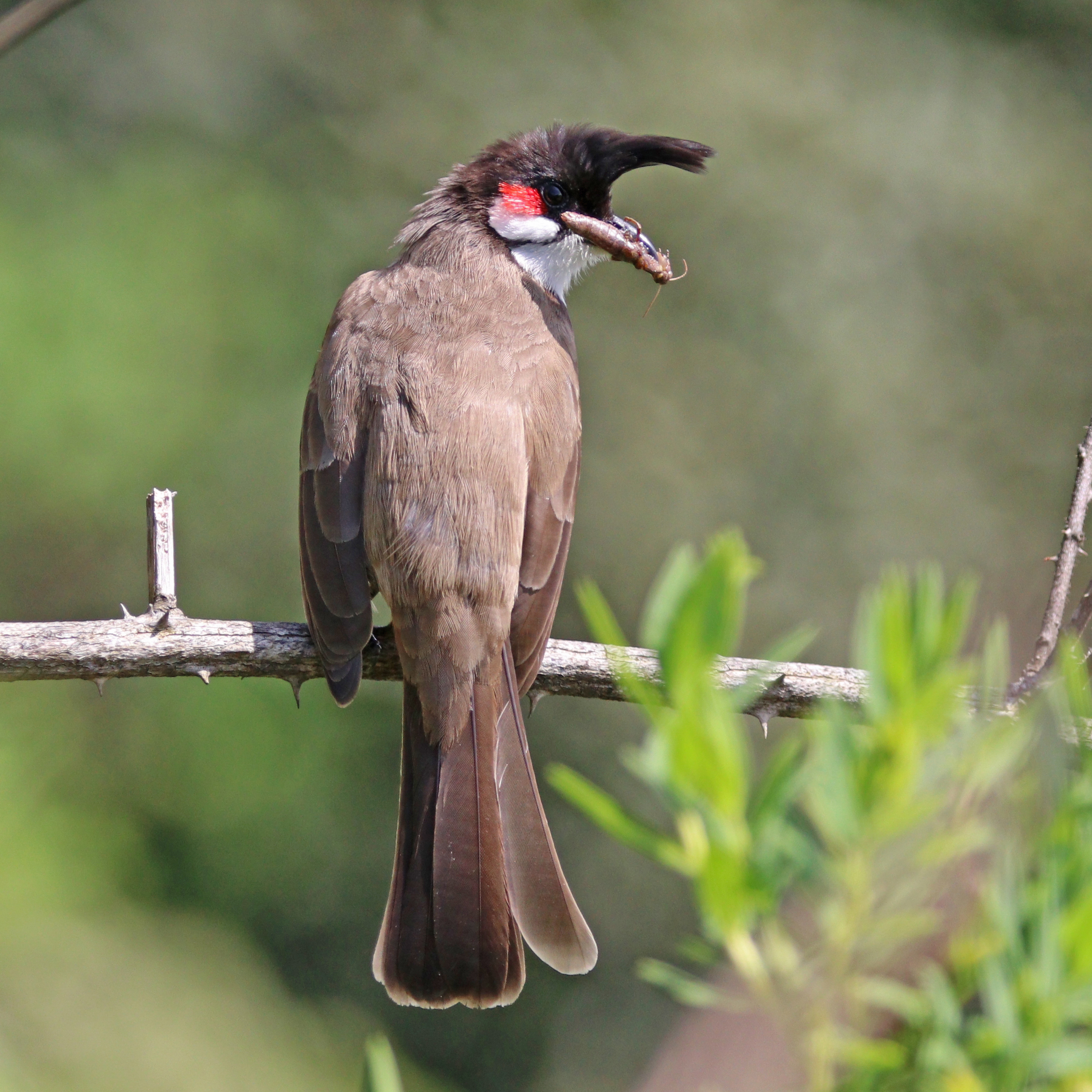 Red-whiskered bulbul (Pycononotus jocosus fuscicaudatus) with grasshopper