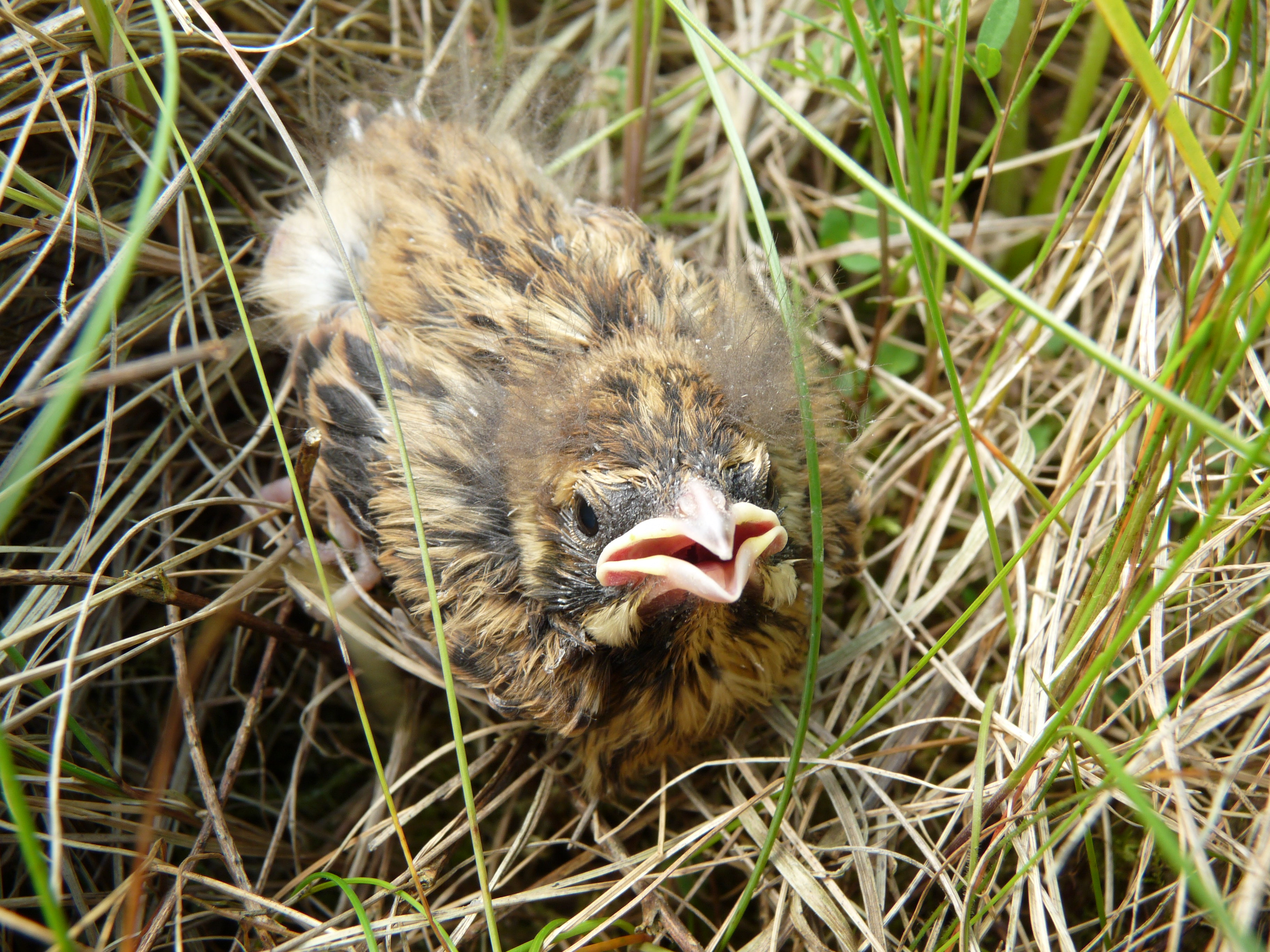 Reed Bunting Juvenile (4707446668)
