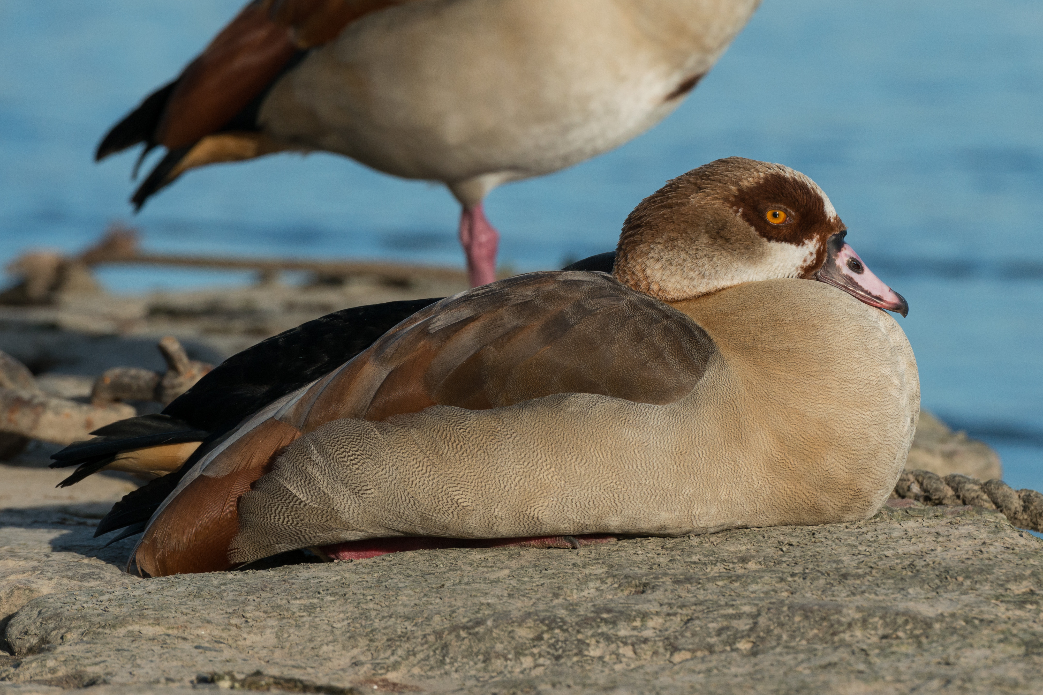 Resting Egyptian goose near Oestrich-Winkel, Germany 20150207 2