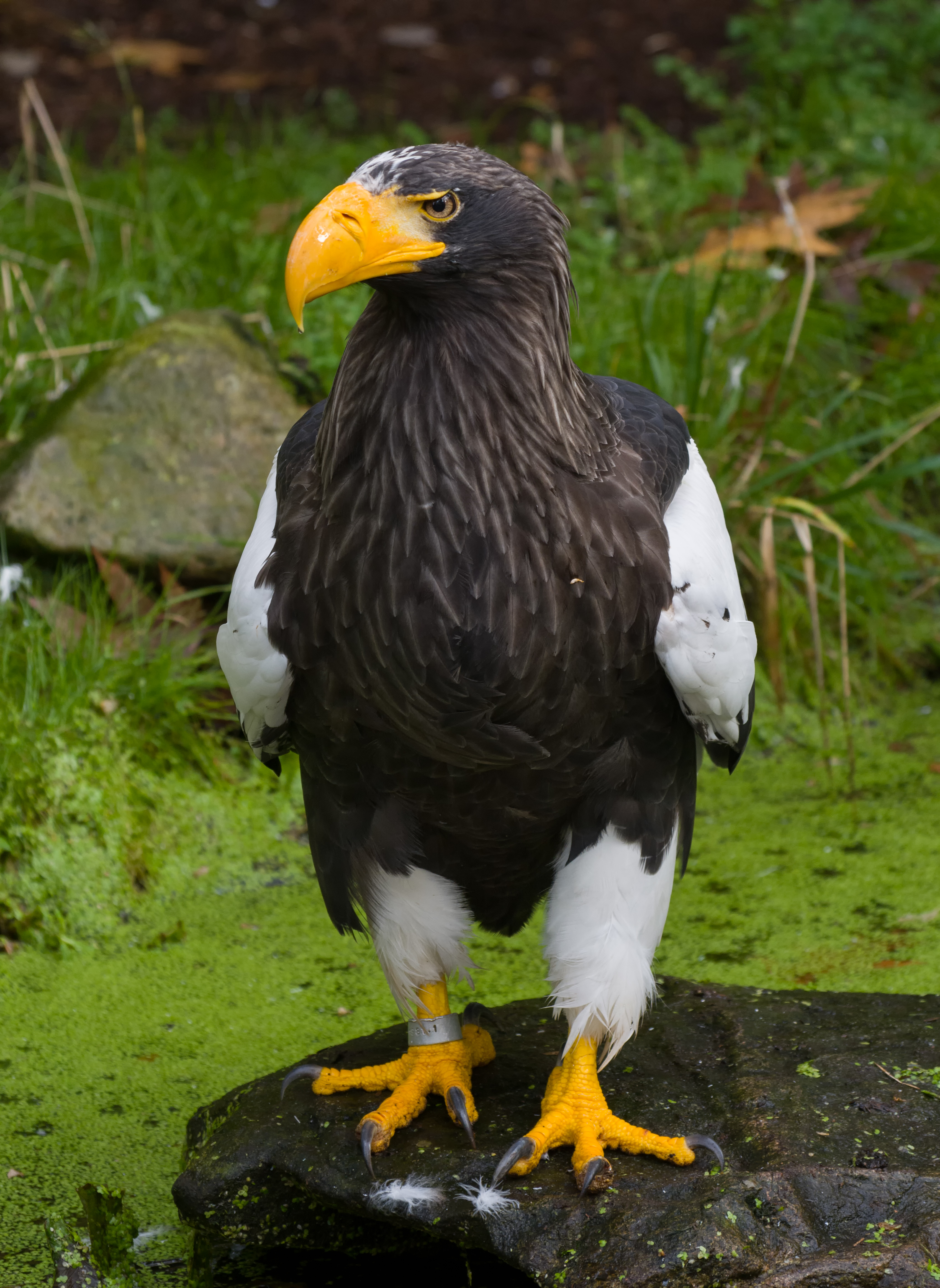 Riesenseeadler Walsrode 2014 01