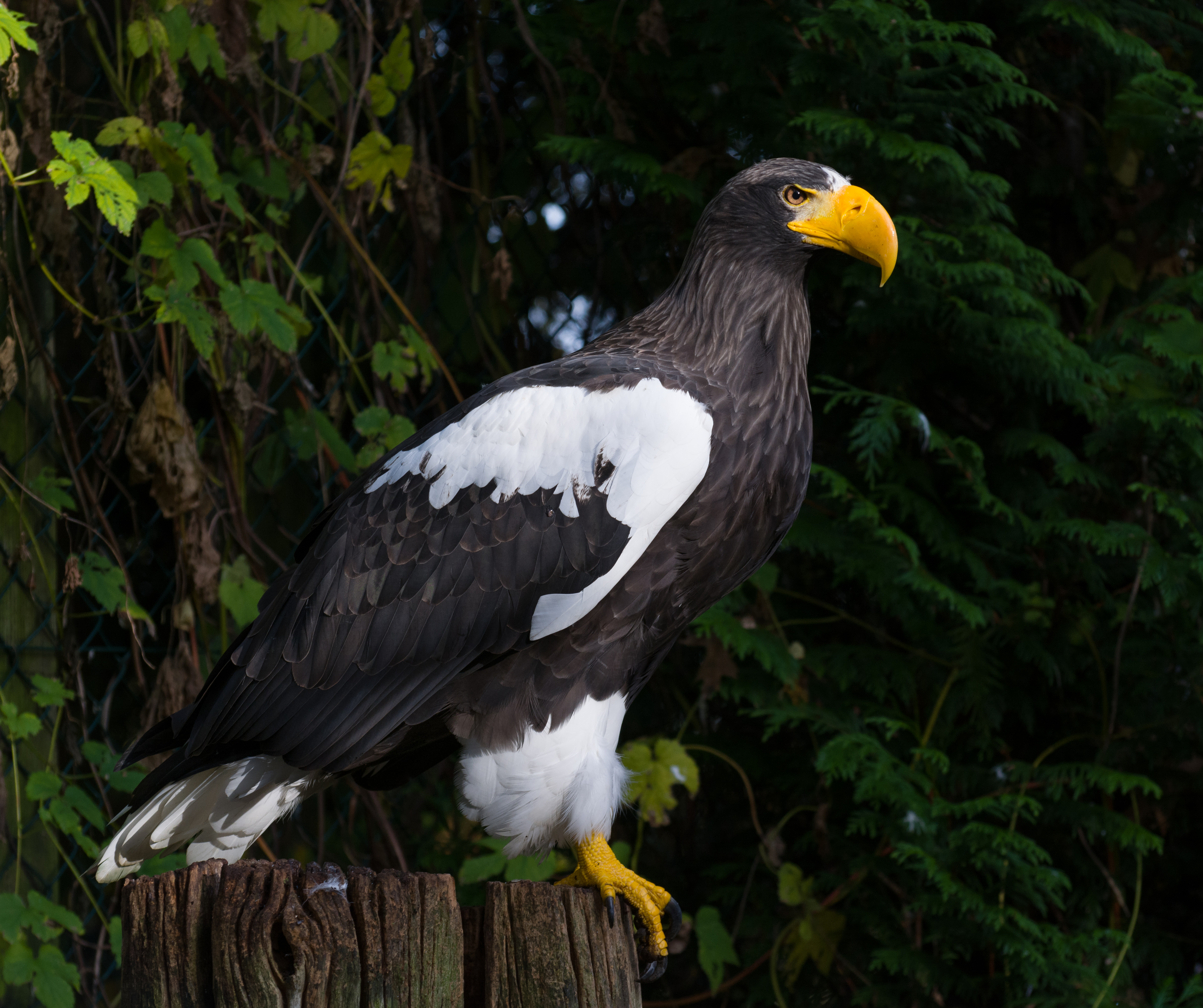 Riesenseeadler Walsrode 2014 03