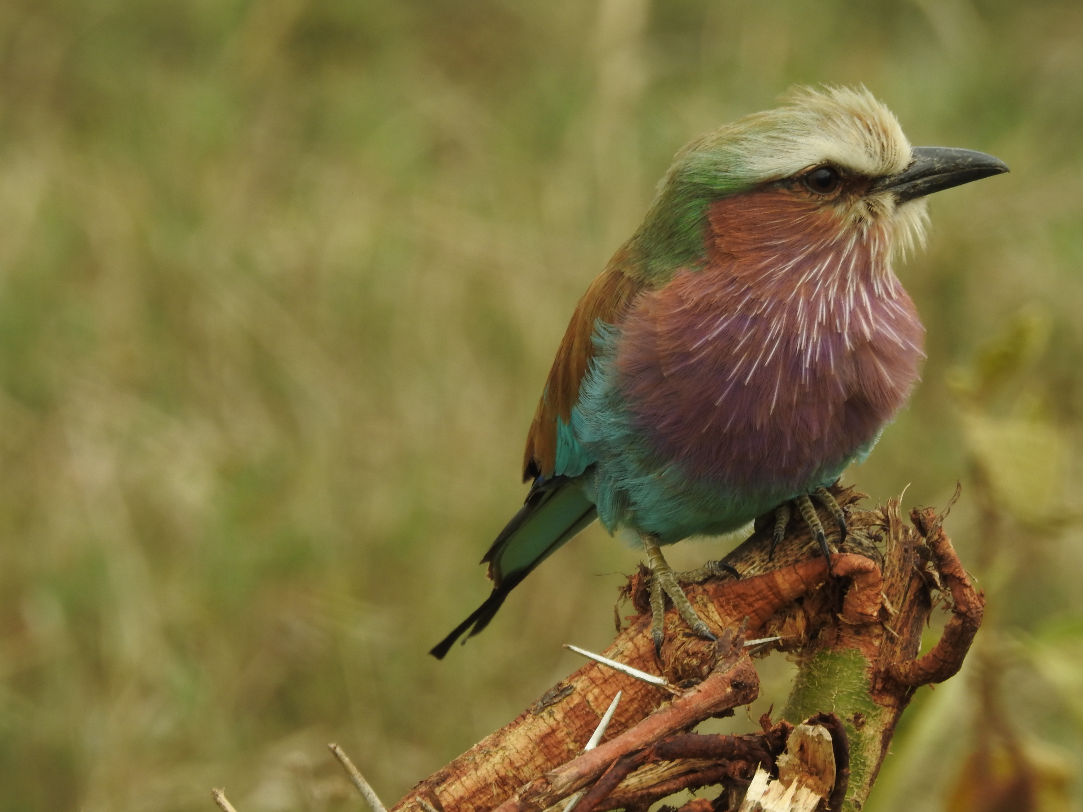 Rift Valley birds life