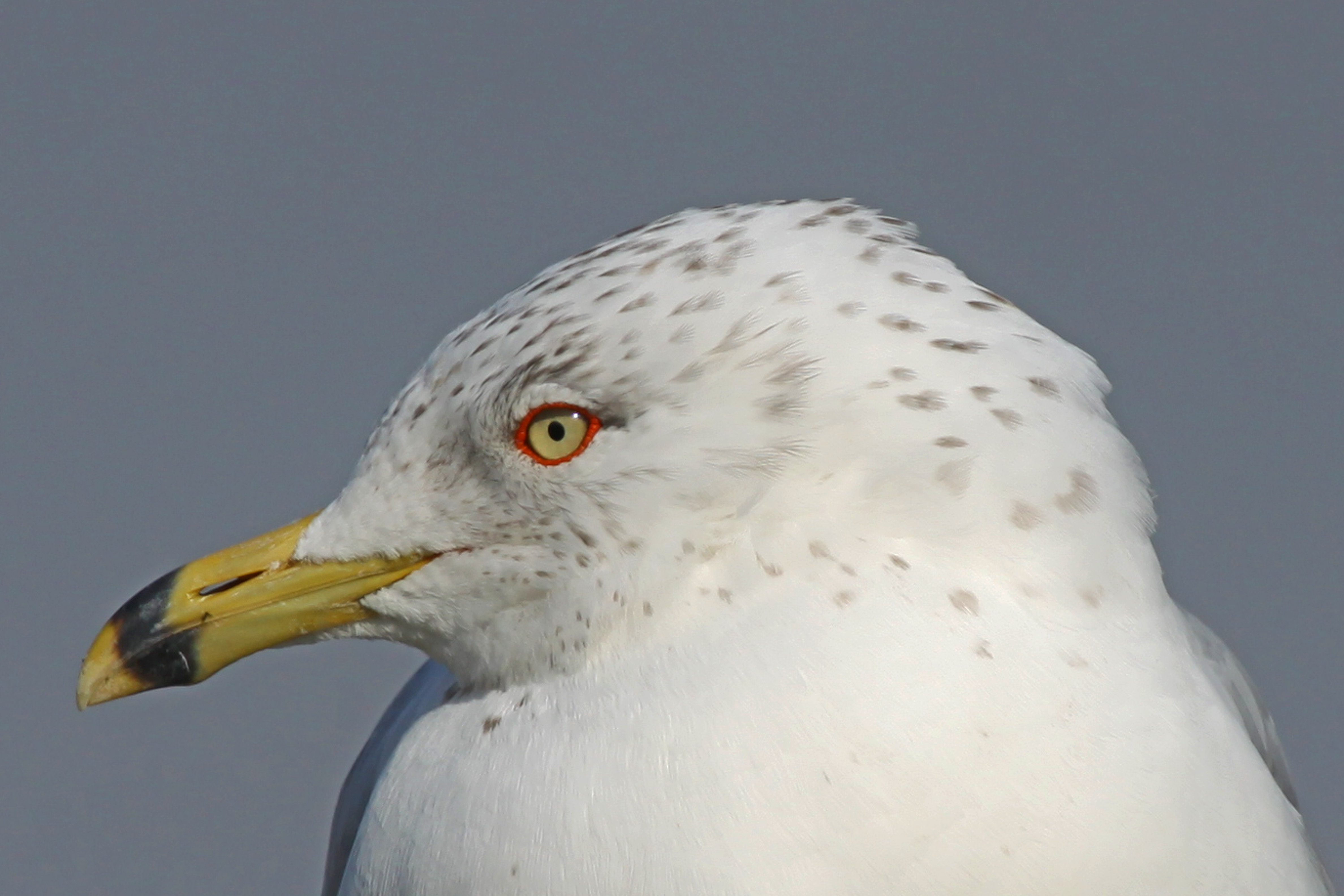 Ring-billed Gull - Larus delawarensis, Leesylvania State Park, Woodbridge, Virginia