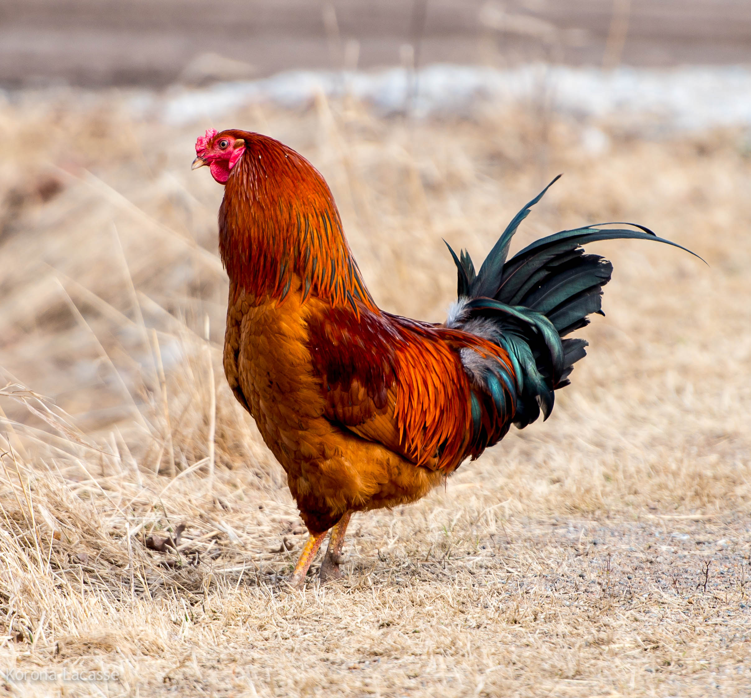 Roadside Rooster (8600896198)
