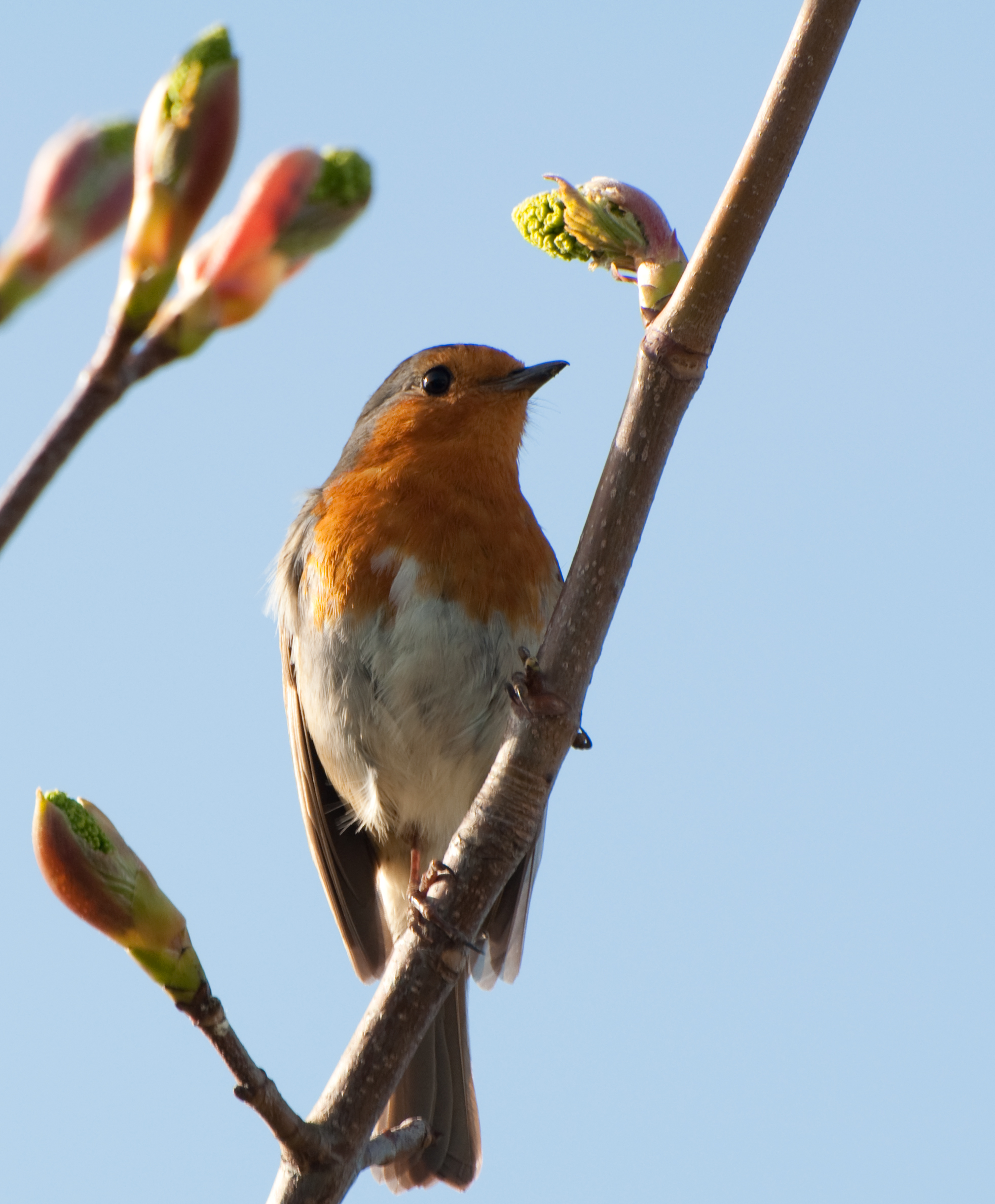 Robin (5603438773)