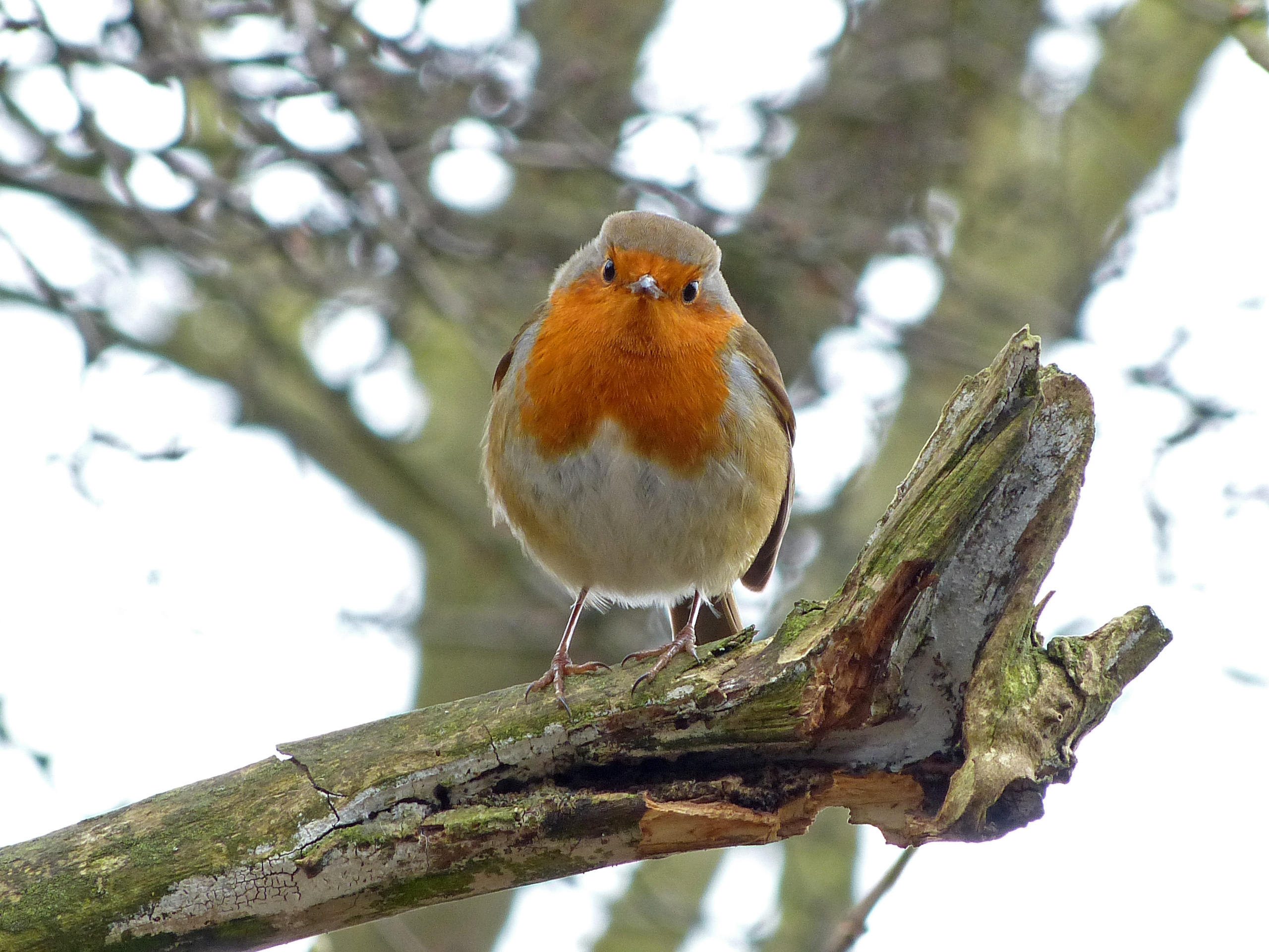 Robin (6818458137)