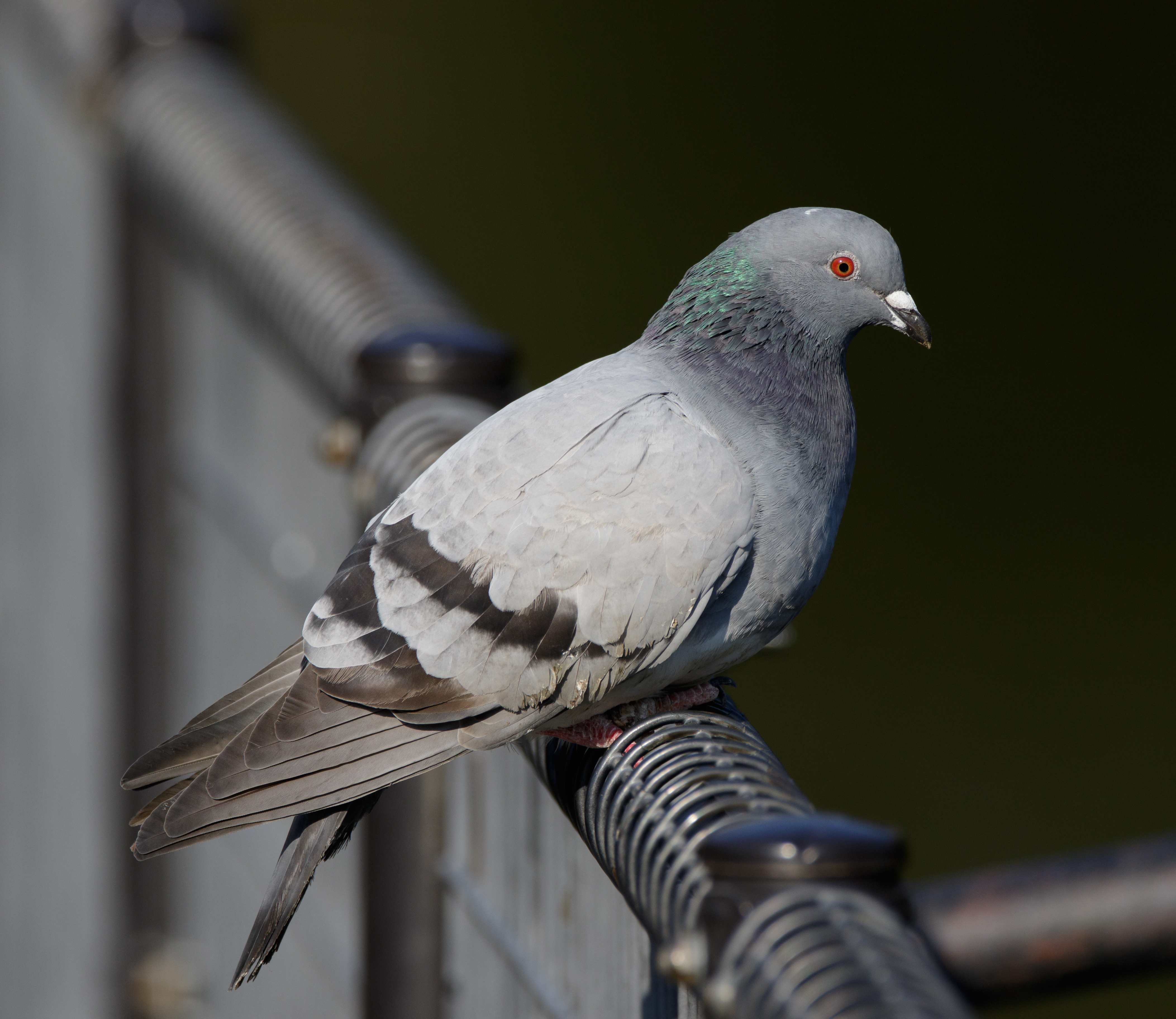 Rock dove at Tennōji Park in Osaka, December 2015