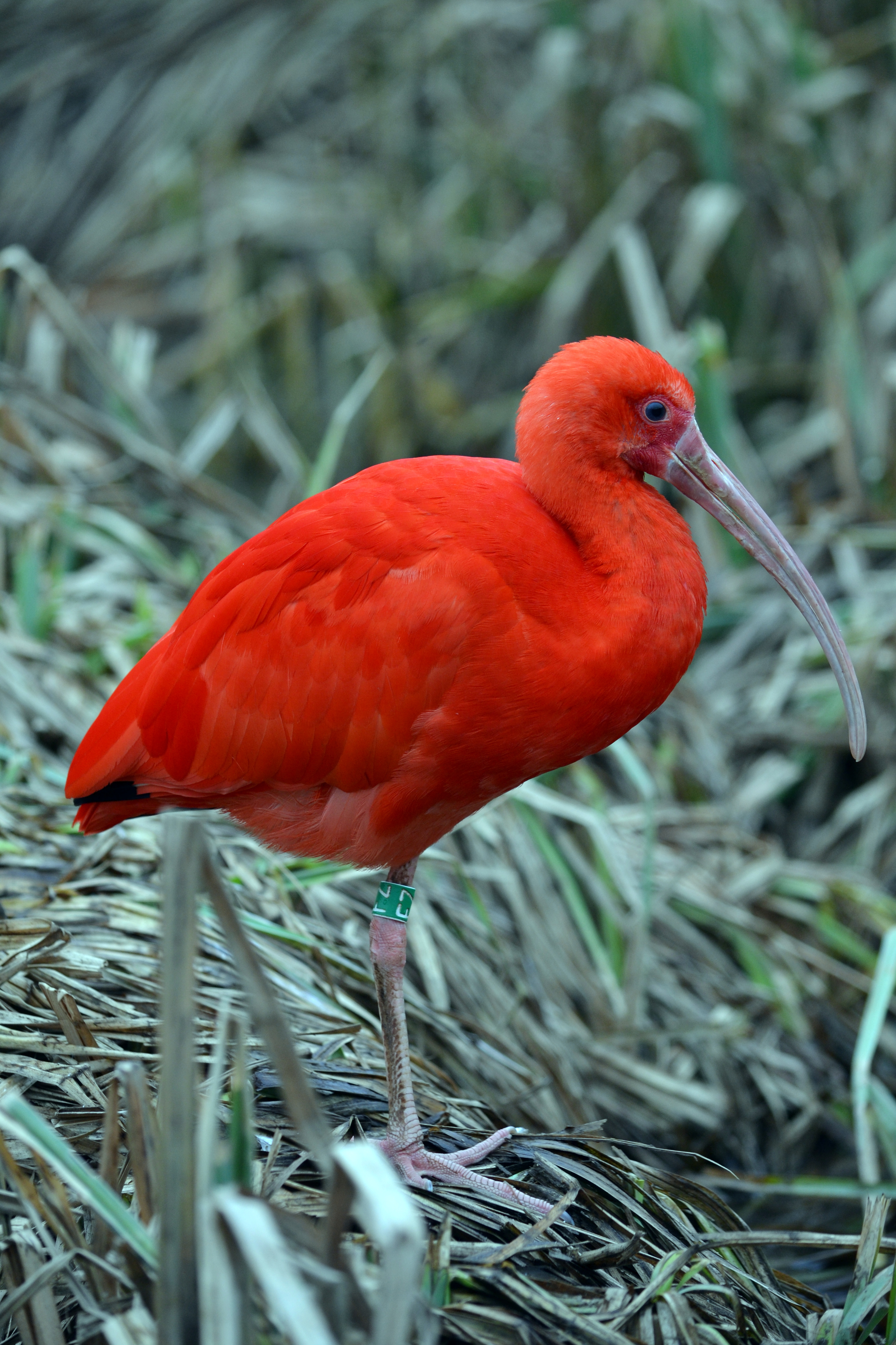 Rode ibis (6941513399)