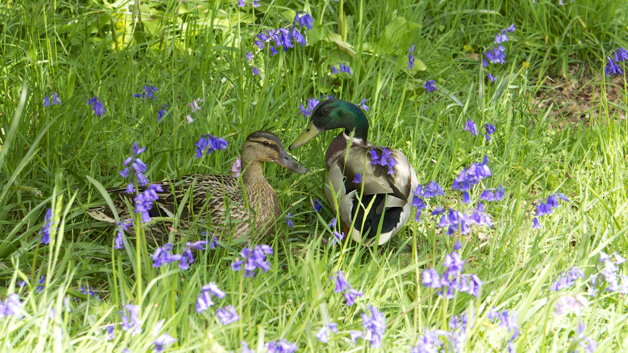 Romance amongst the bluebells! (8727527499)