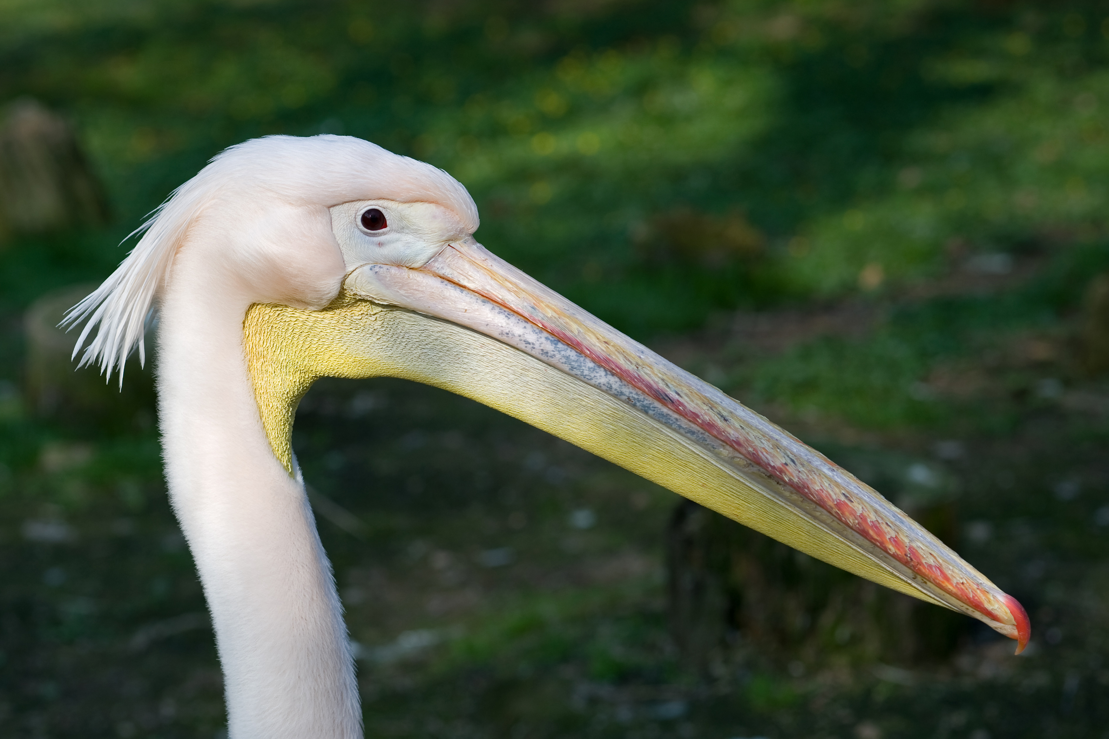 Rosapelikan (Pelecanus onocrotalus) 1