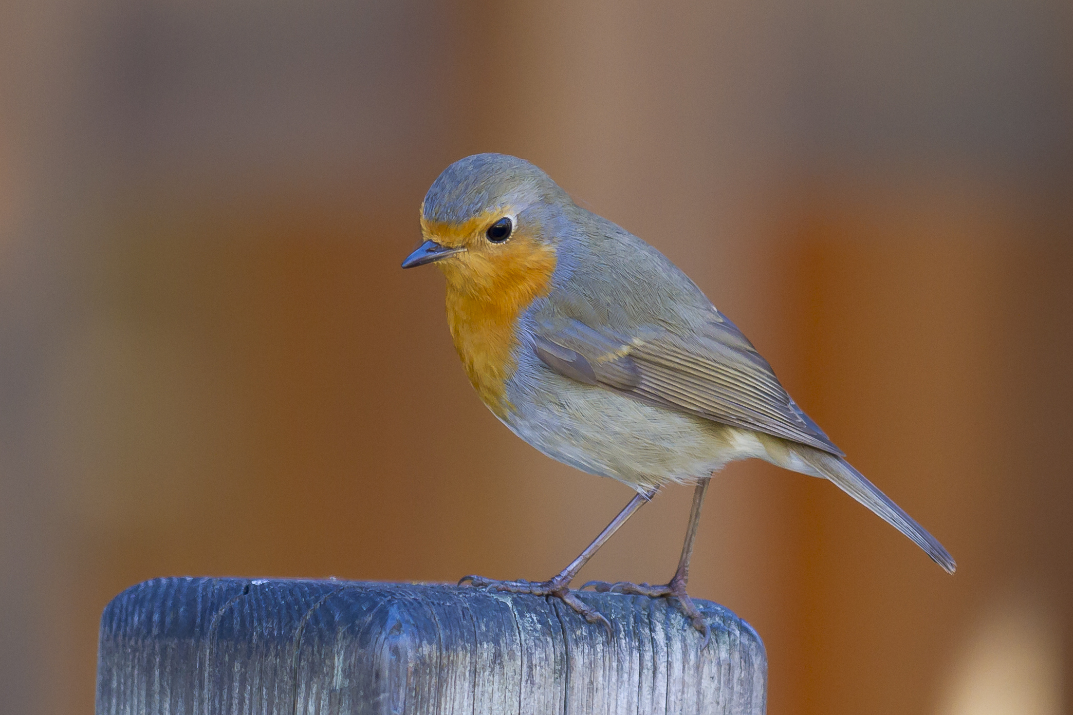 Rouge gorge familier - crop