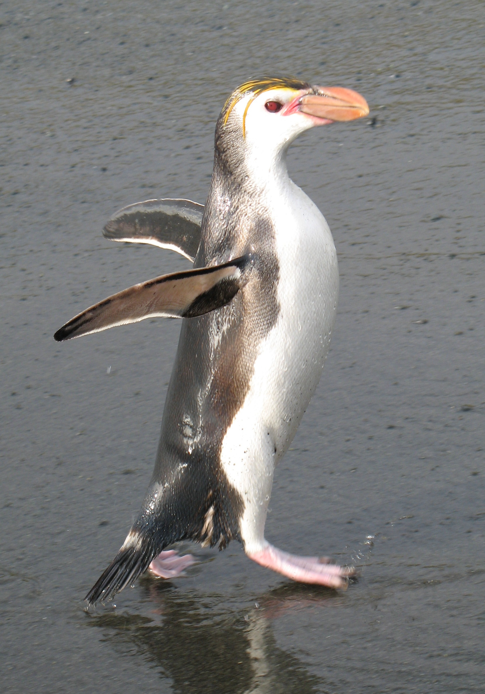 RoyalPenguins3