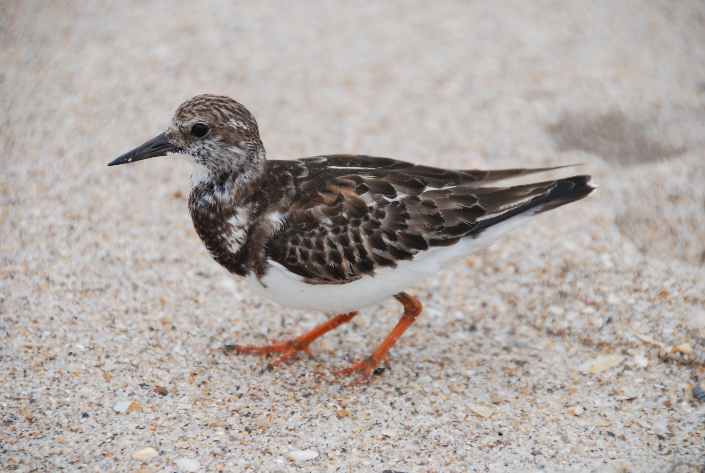 Ruddy turnstone (8434891551)