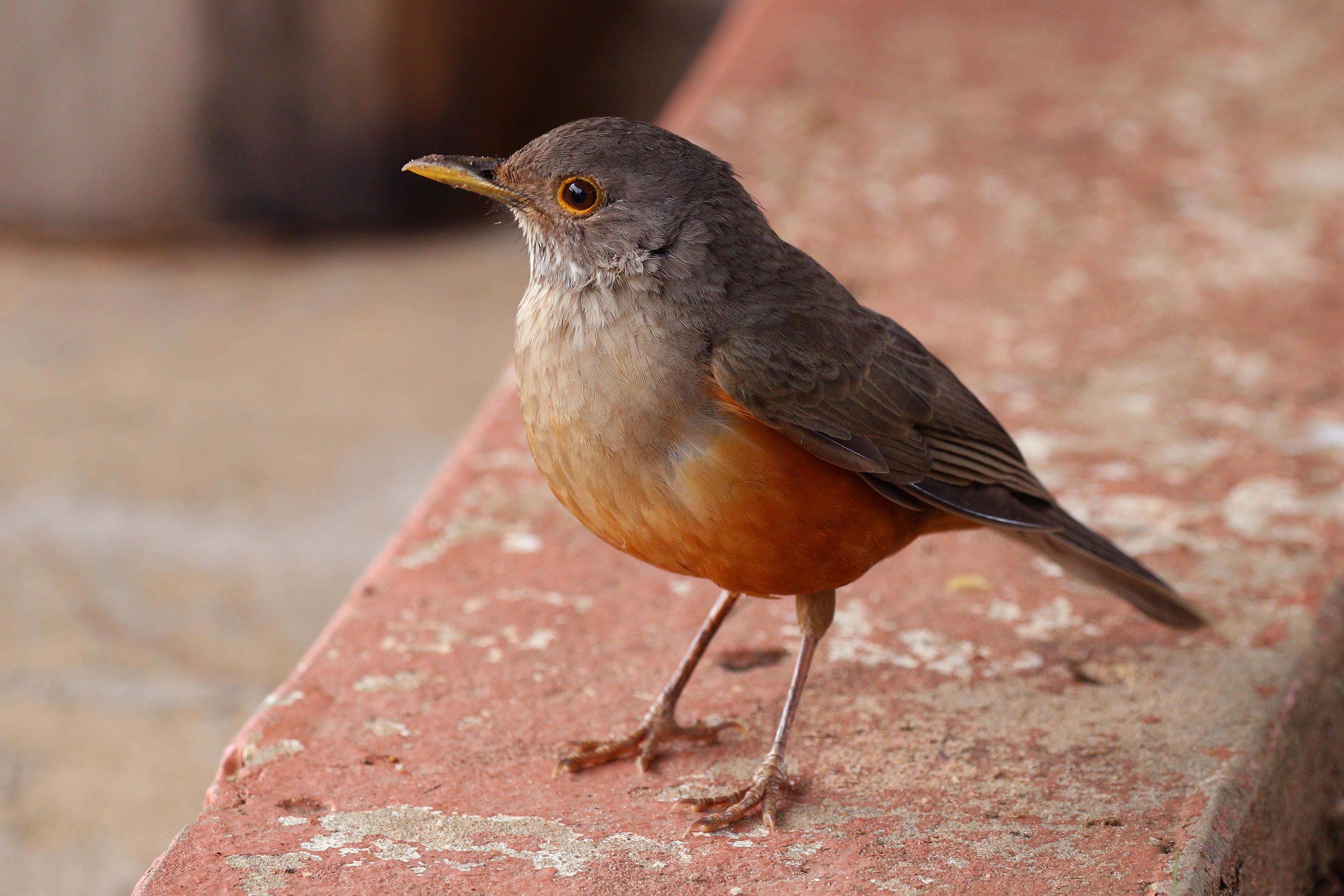 Rufous-bellied thrush (Turdus rufiventris)